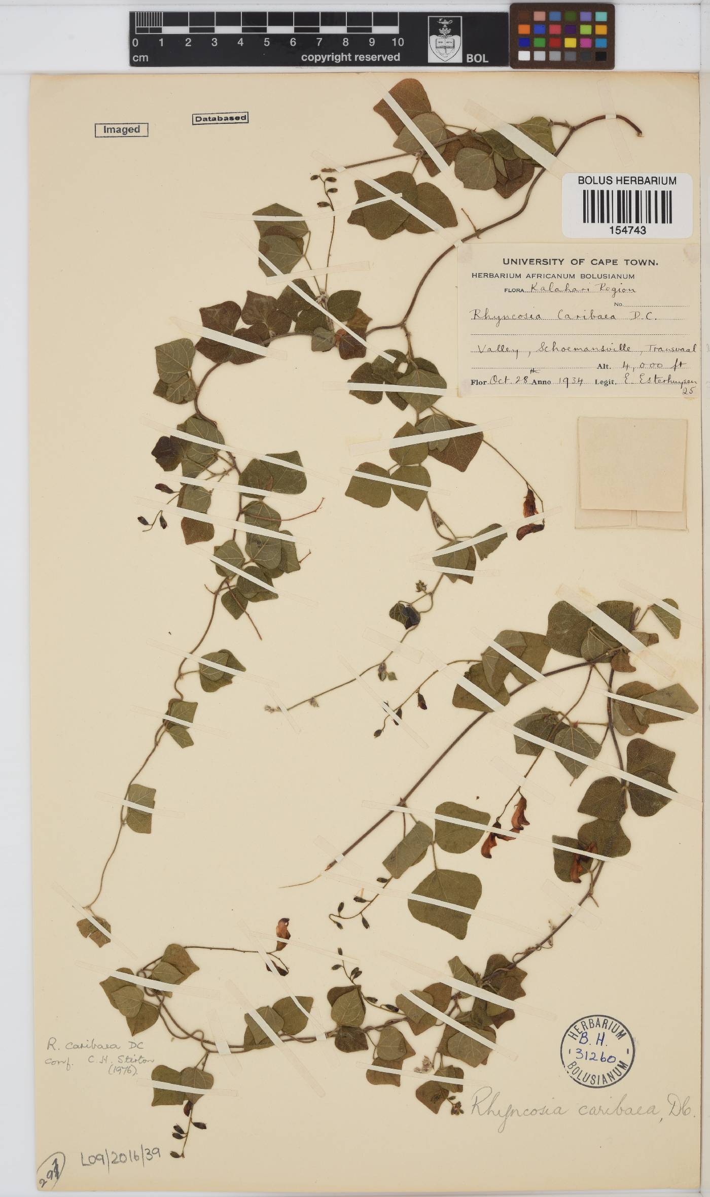 Rhynchosia caribaea image