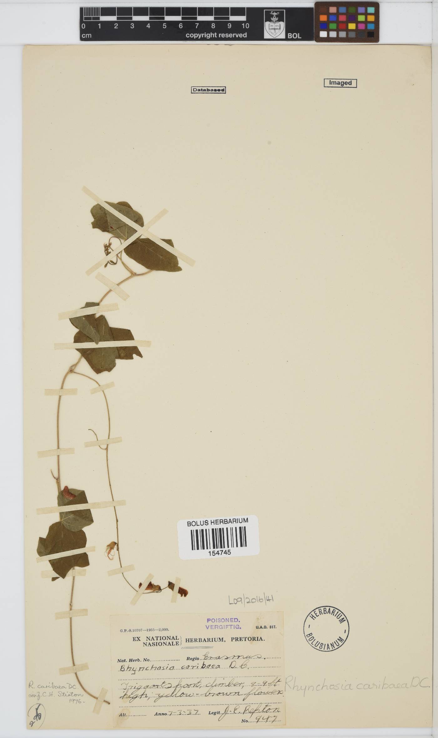 Rhynchosia image