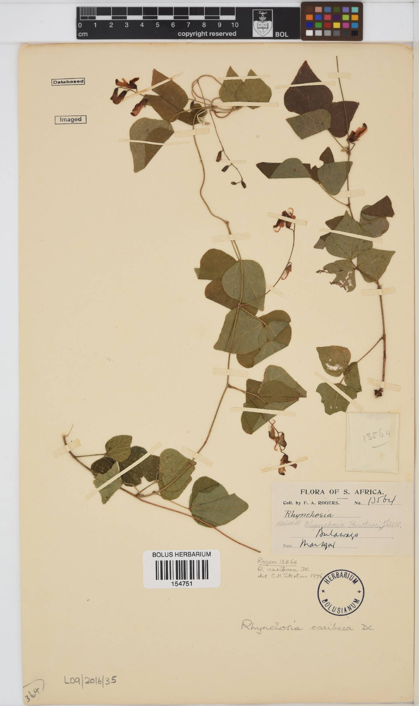 Rhynchosia caribaea image