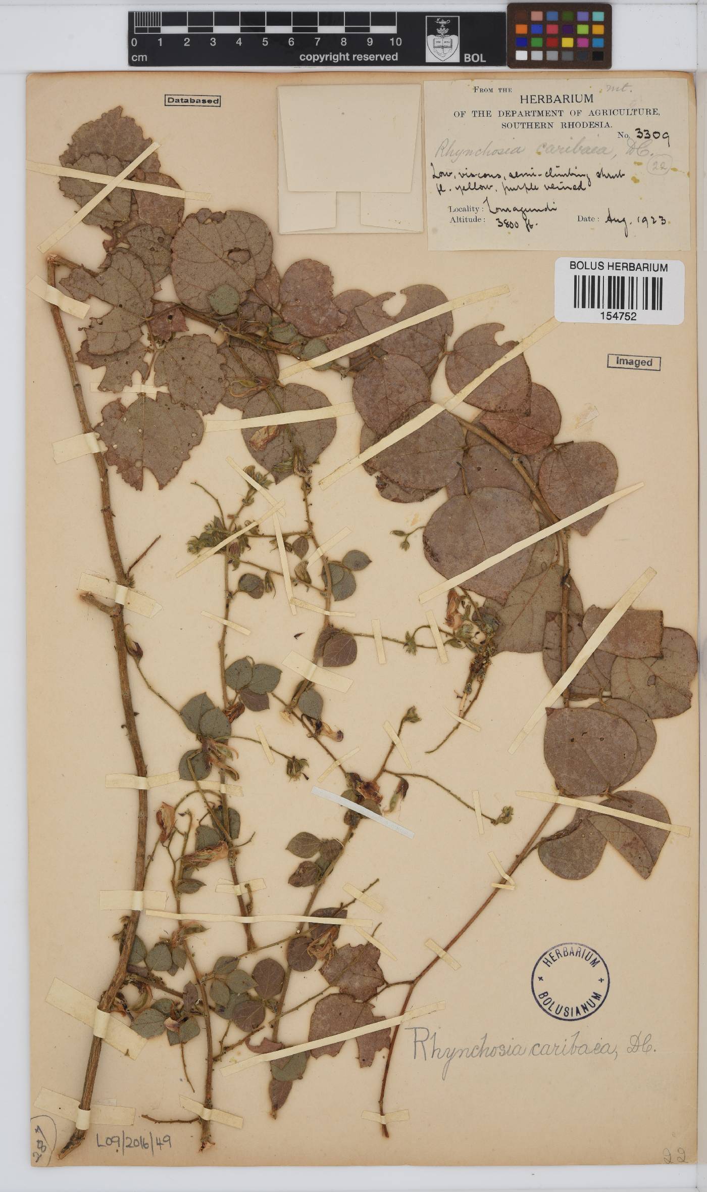 Rhynchosia caribaea image