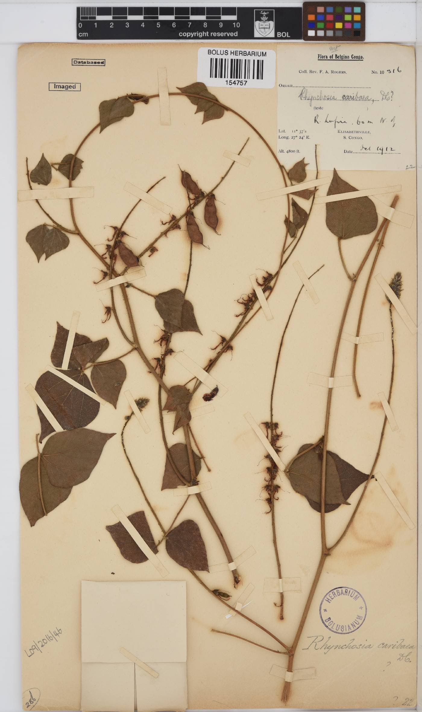 Rhynchosia caribaea image
