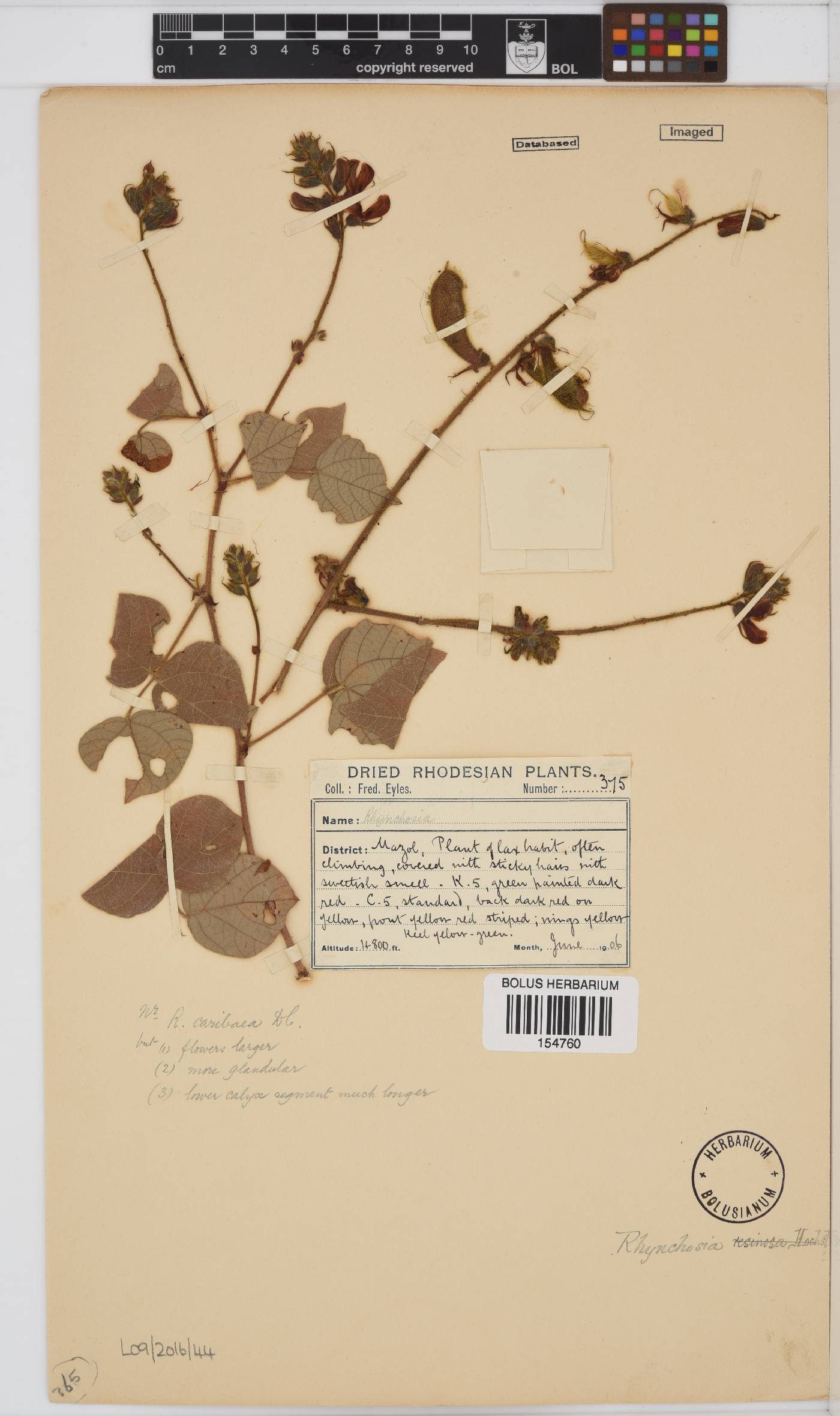 Rhynchosia caribaea image
