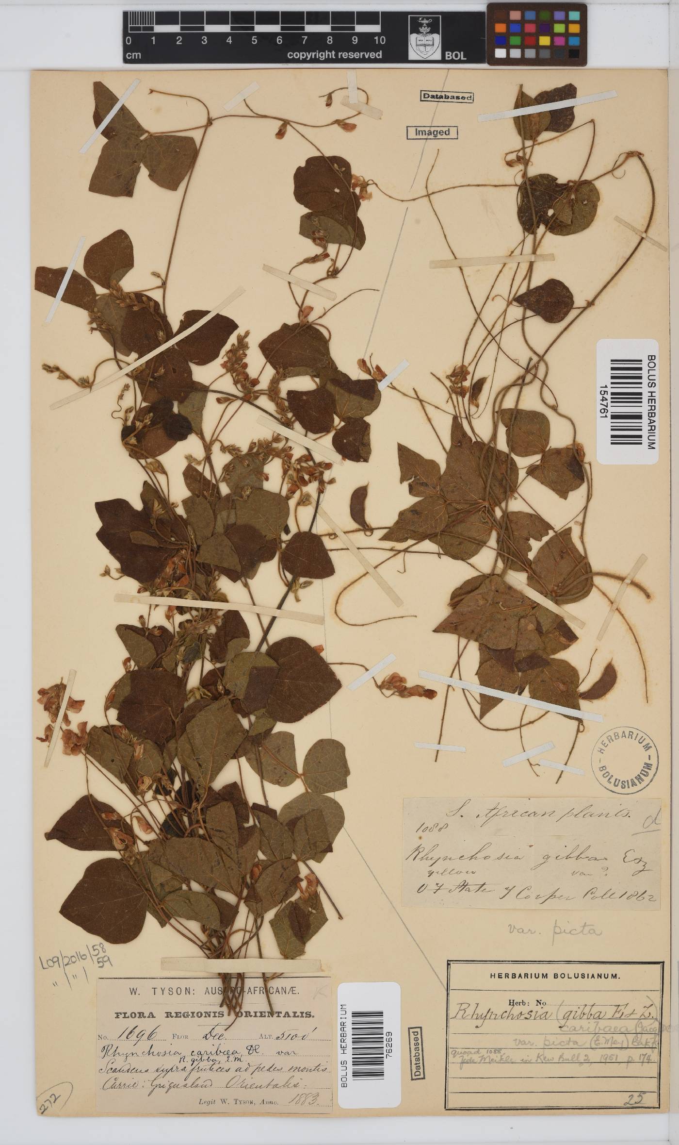 Rhynchosia caribaea image