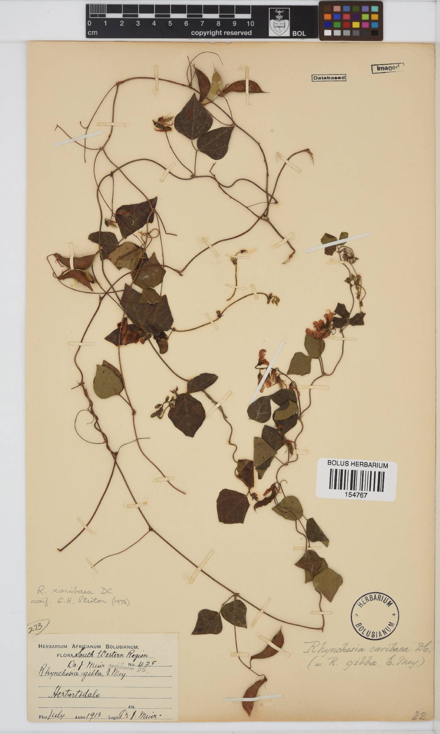 Rhynchosia caribaea image