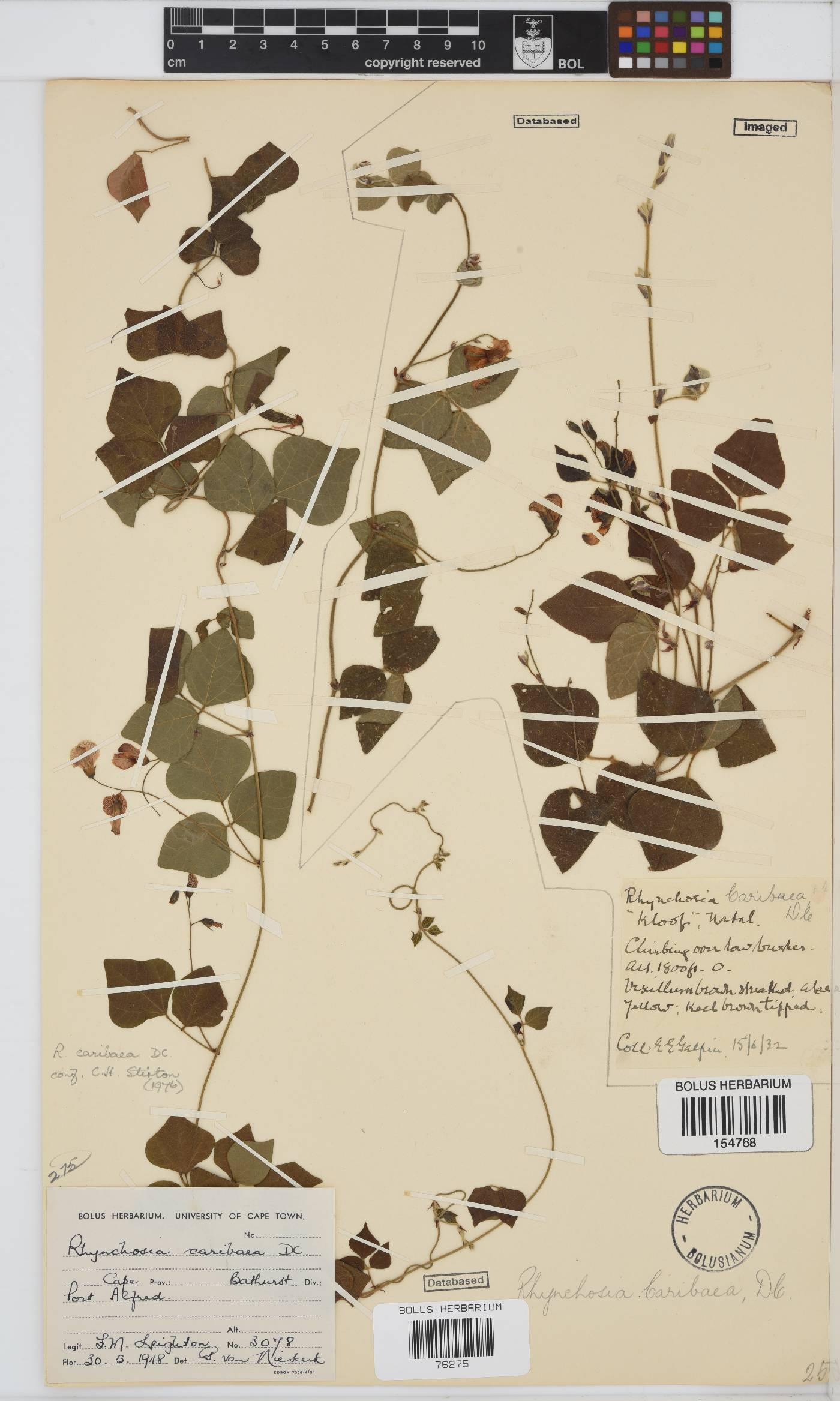 Rhynchosia caribaea image