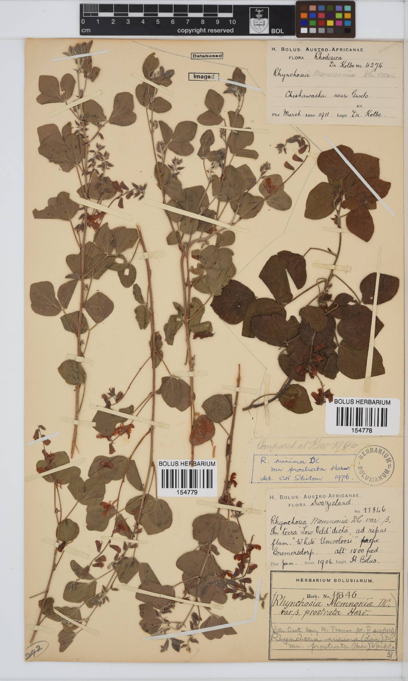 Rhynchosia minima var. prostrata image