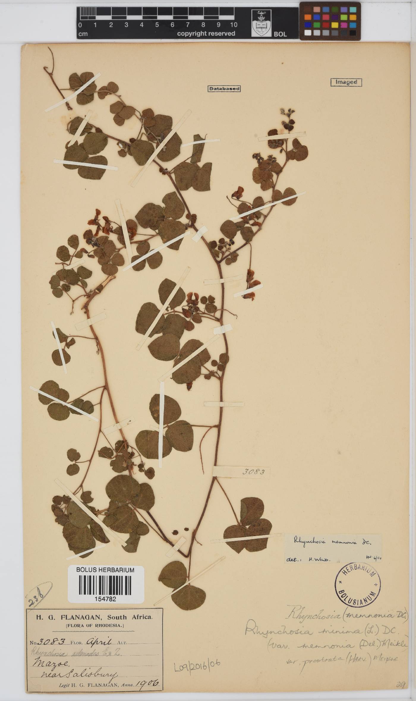 Rhynchosia minima var. prostrata image