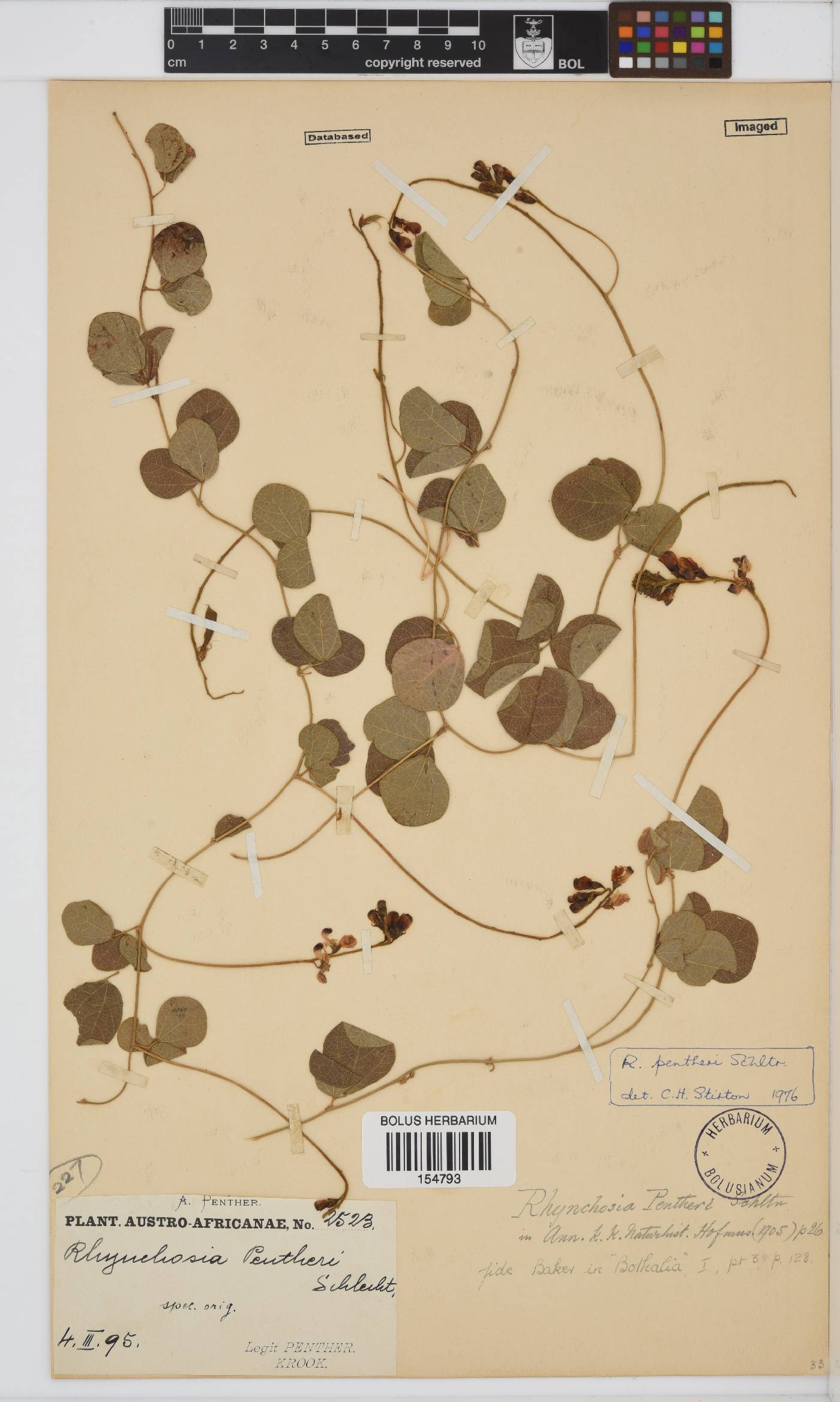 Rhynchosia pentheri image