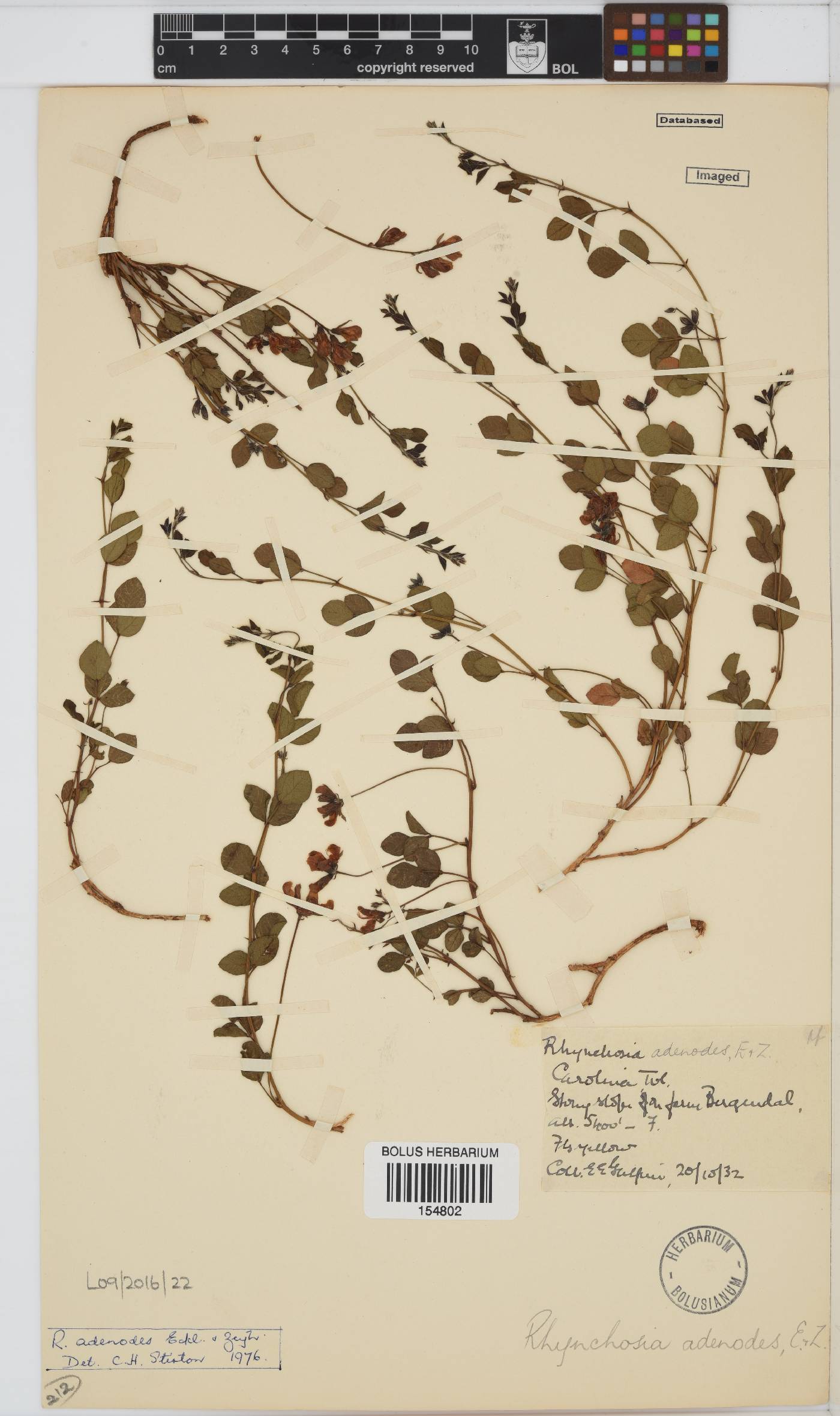 Rhynchosia adenodes image