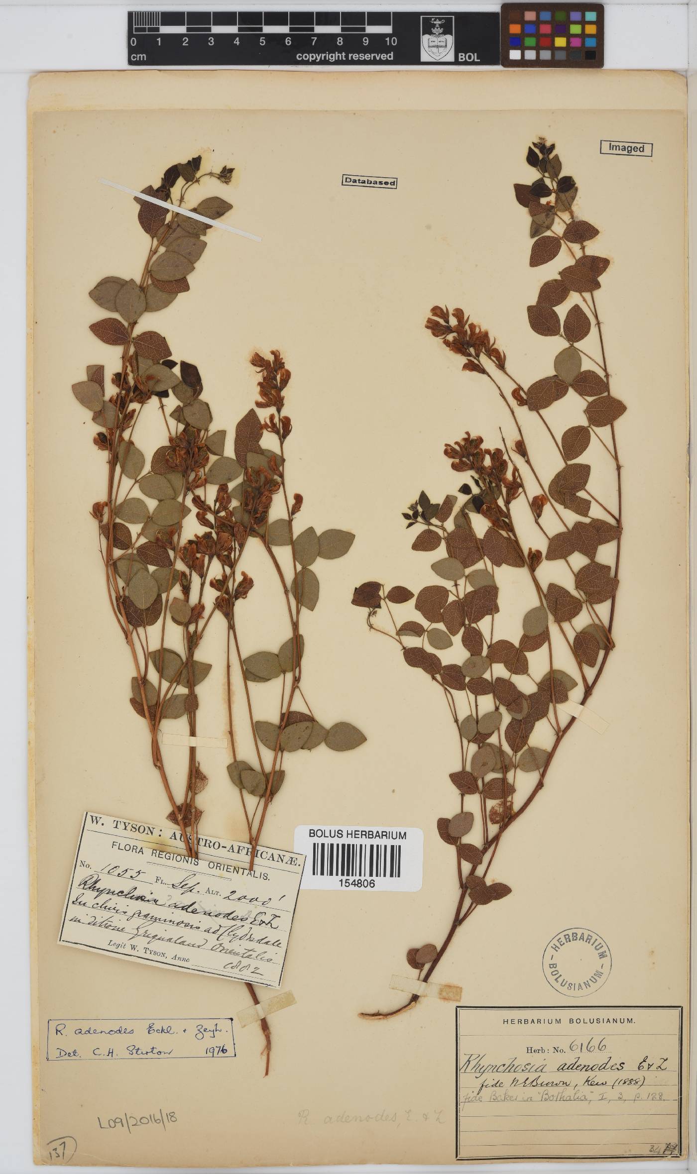 Rhynchosia adenodes image