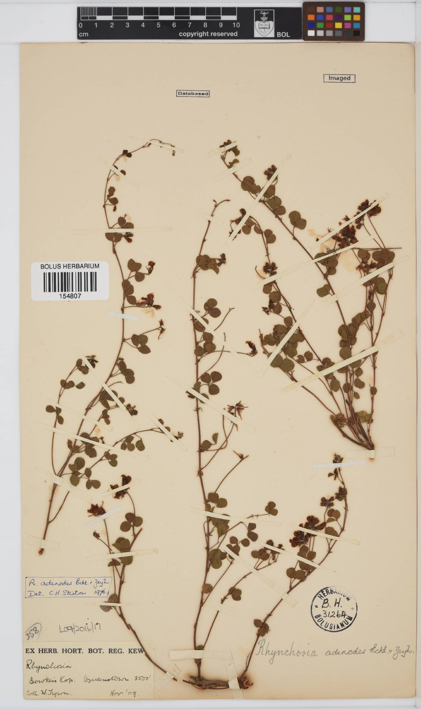 Rhynchosia adenodes image