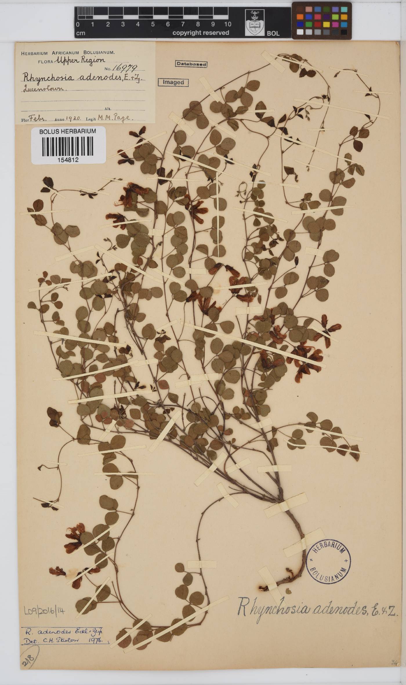 Rhynchosia adenodes image