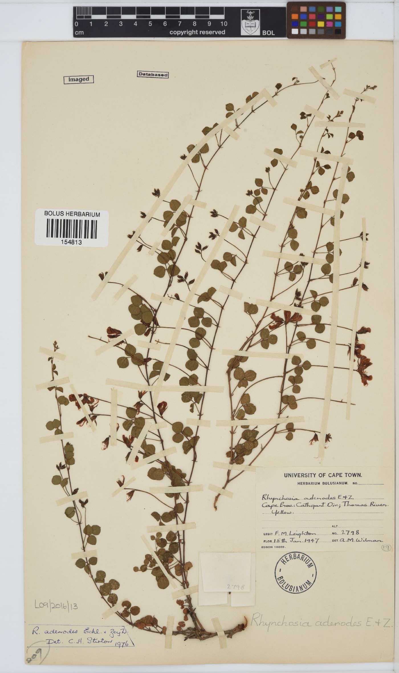 Rhynchosia adenodes image