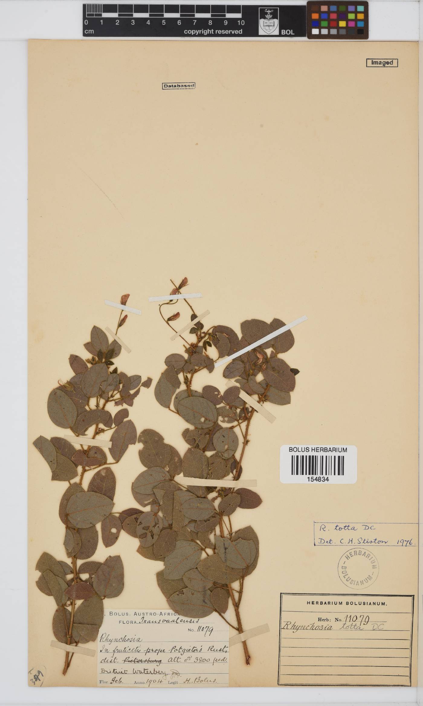 Rhynchosia totta image