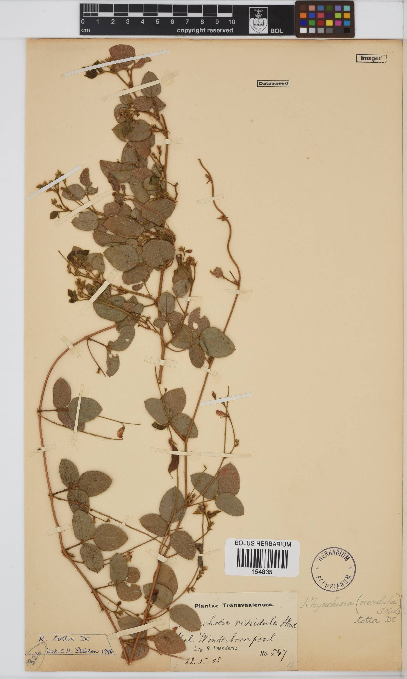 Rhynchosia totta image