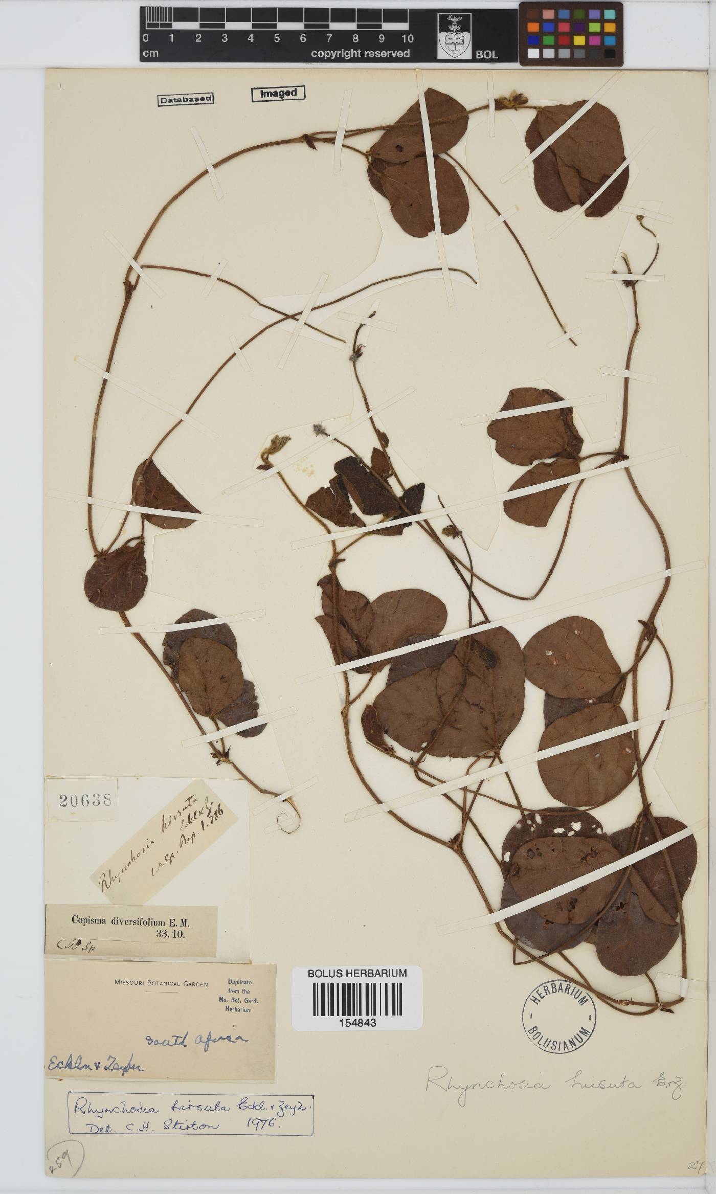 Rhynchosia totta var. venulosa image