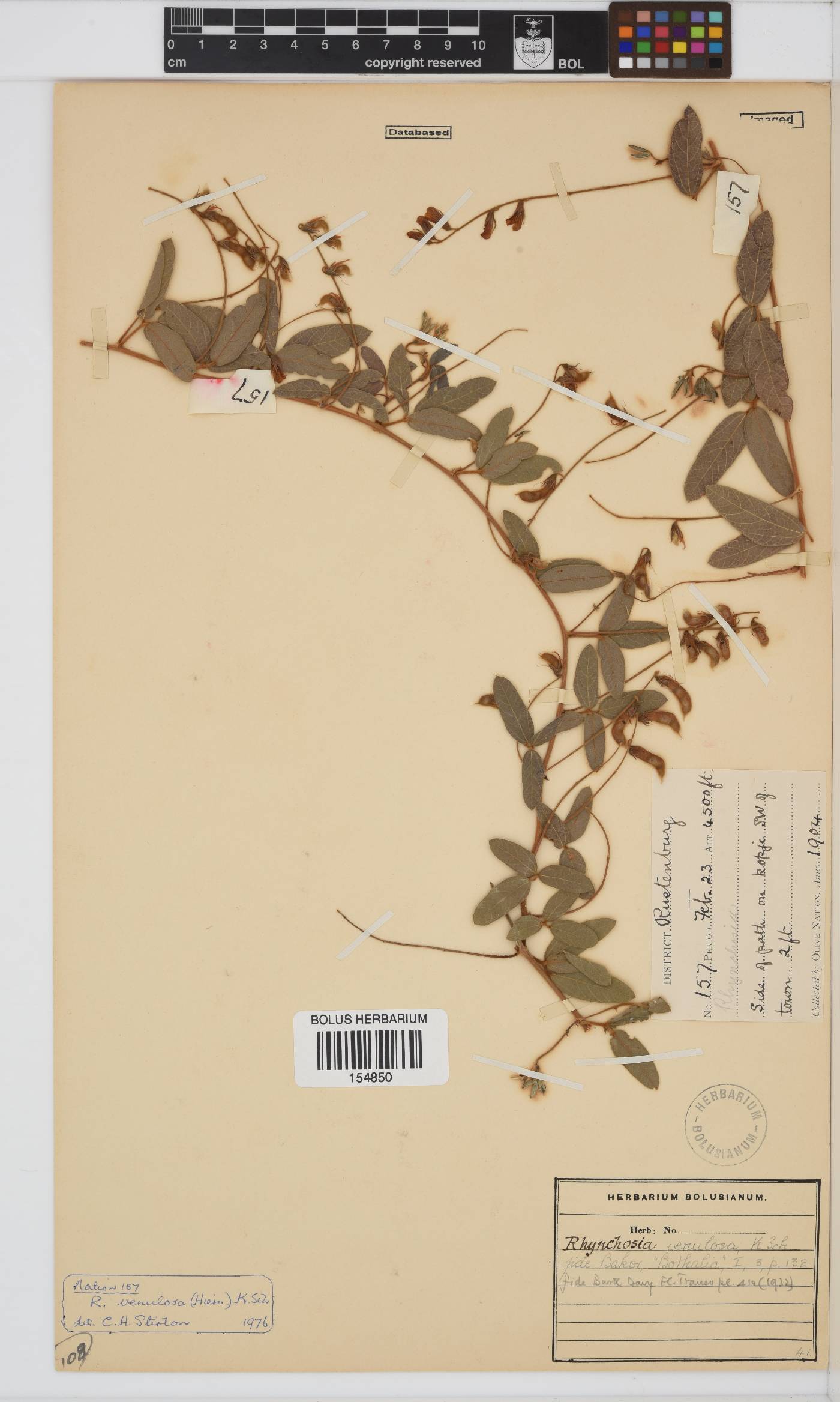 Rhynchosia totta var. venulosa image