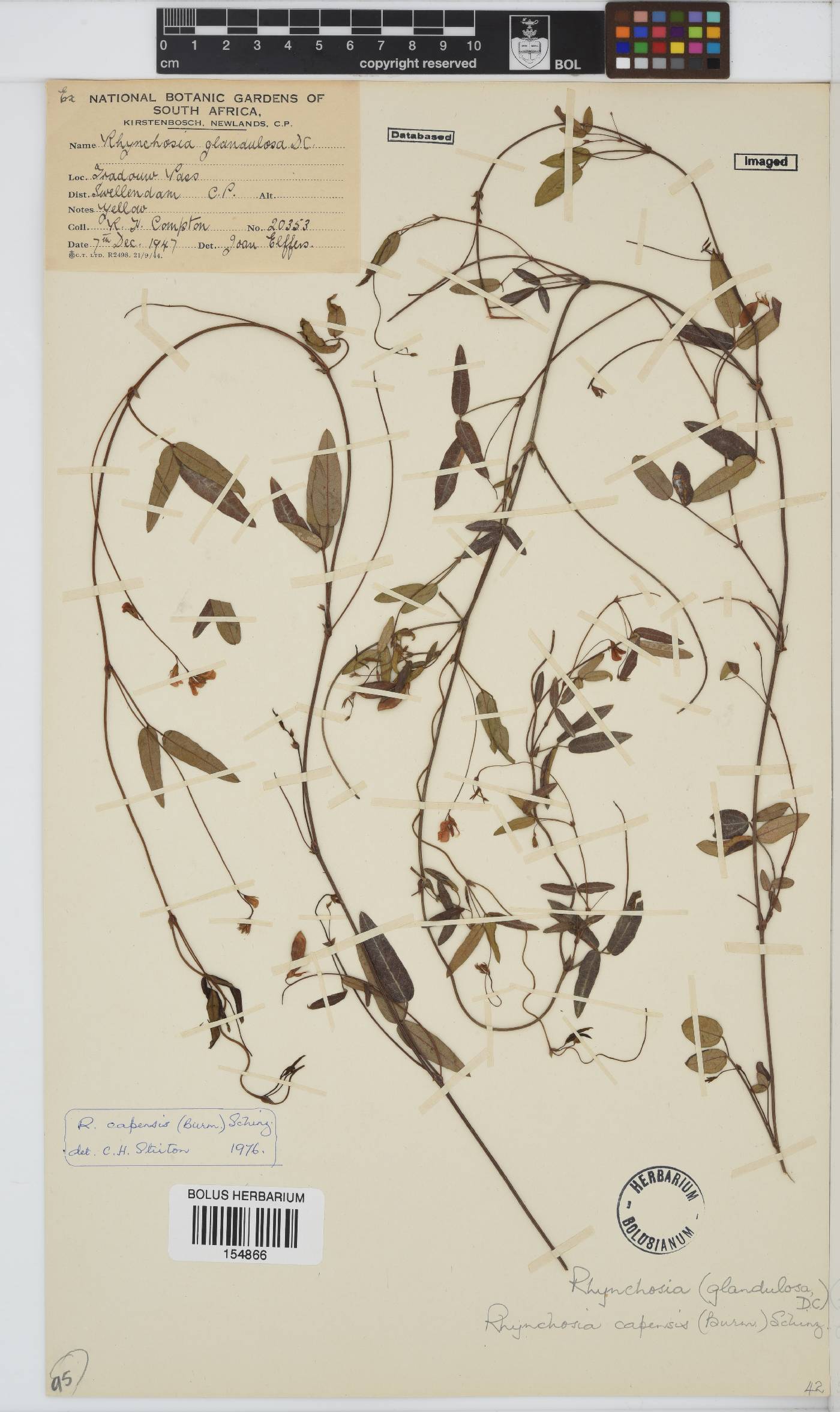 Rhynchosia capensis image