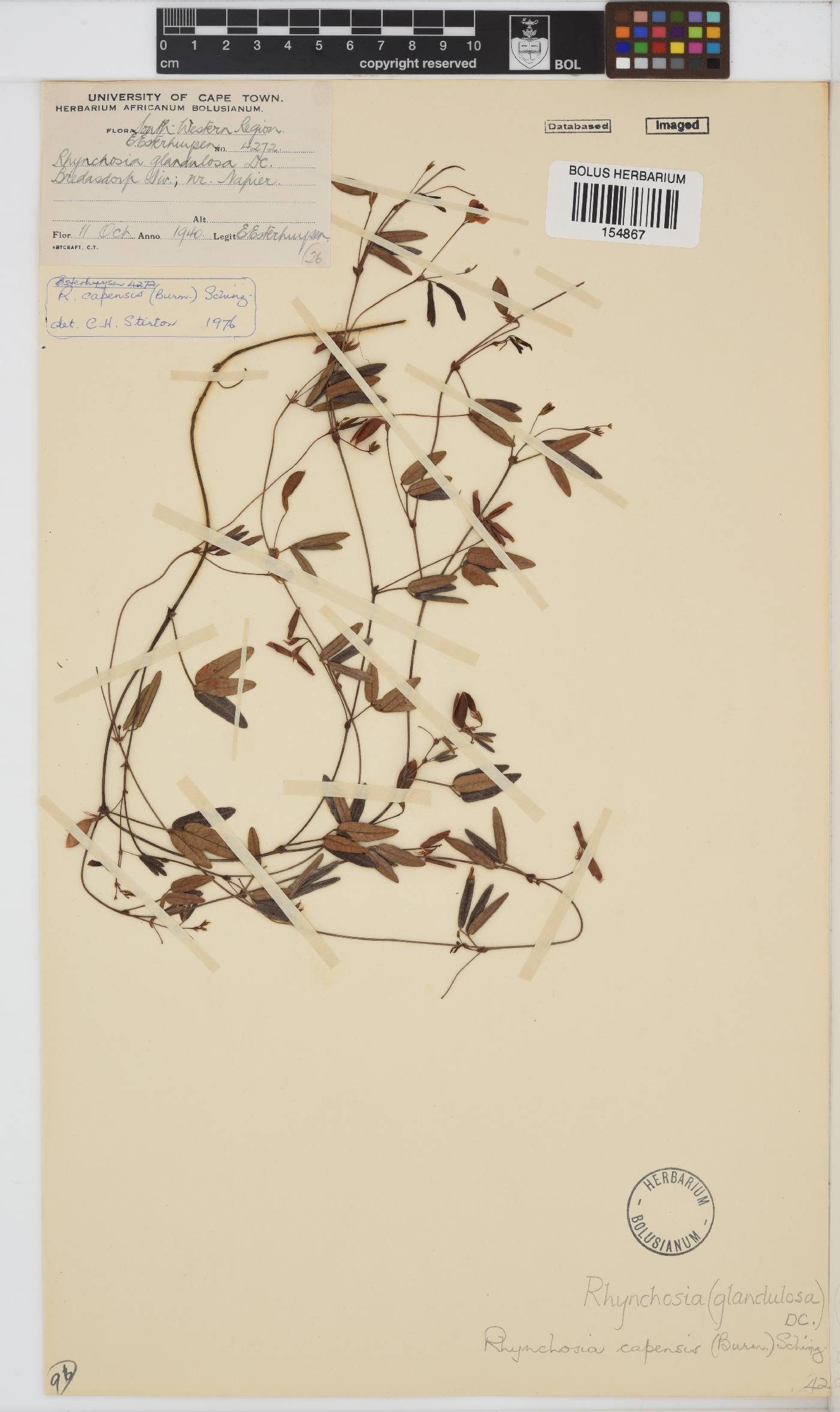 Rhynchosia capensis image