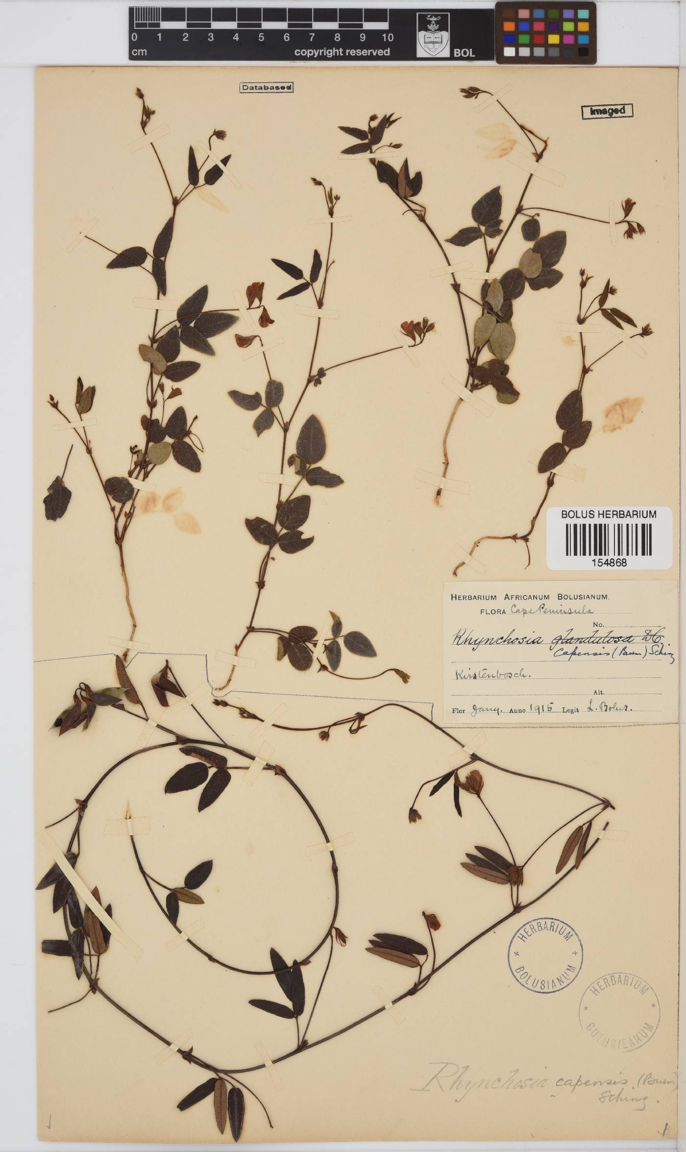 Rhynchosia capensis image