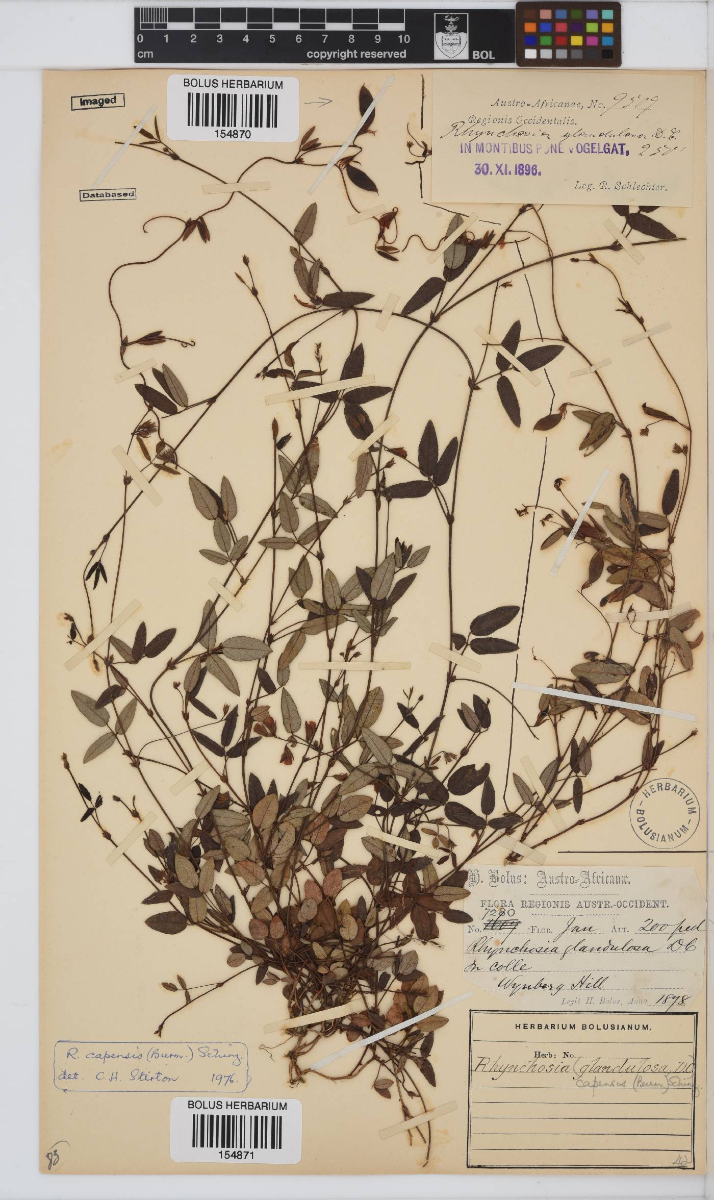 Rhynchosia capensis image