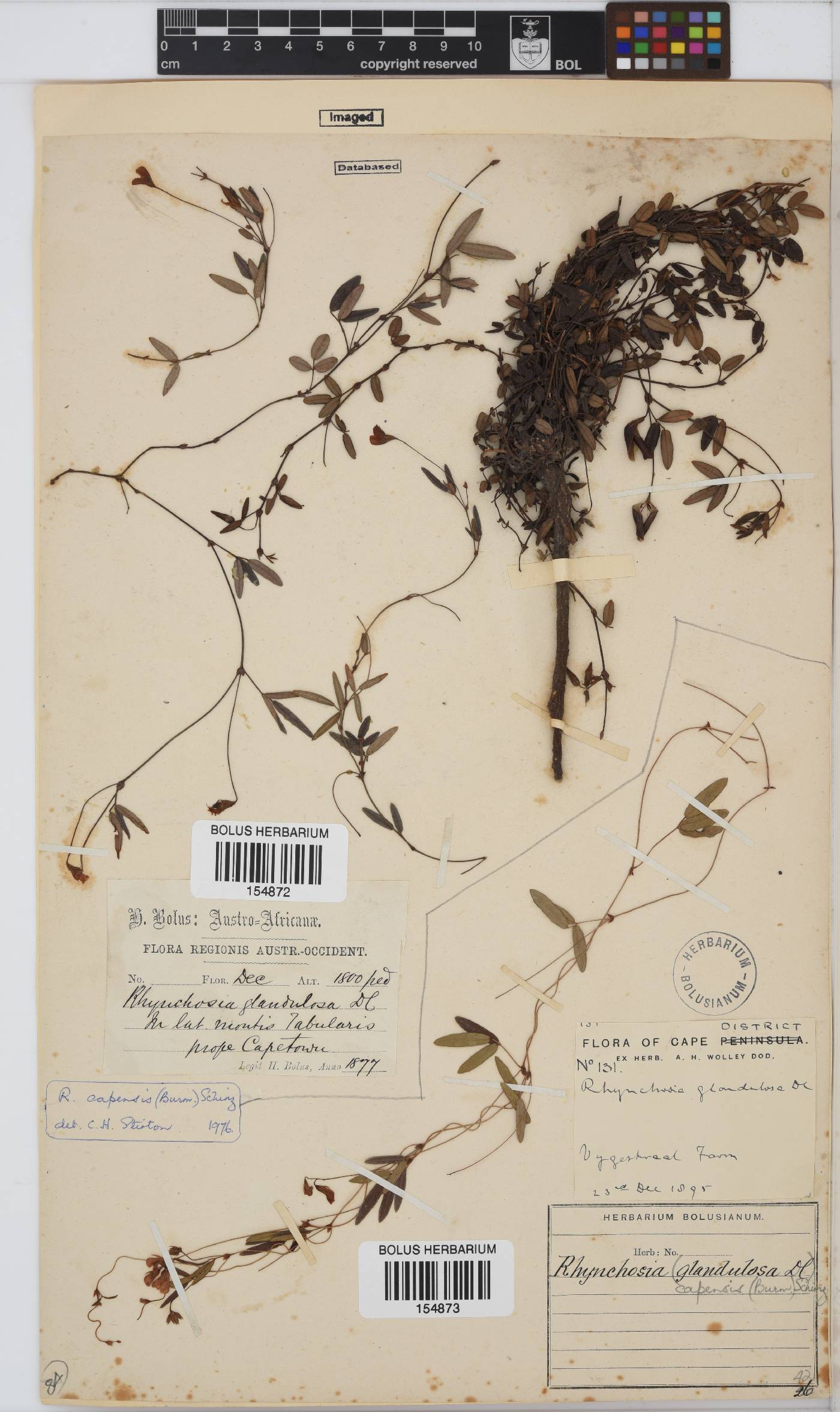 Rhynchosia capensis image