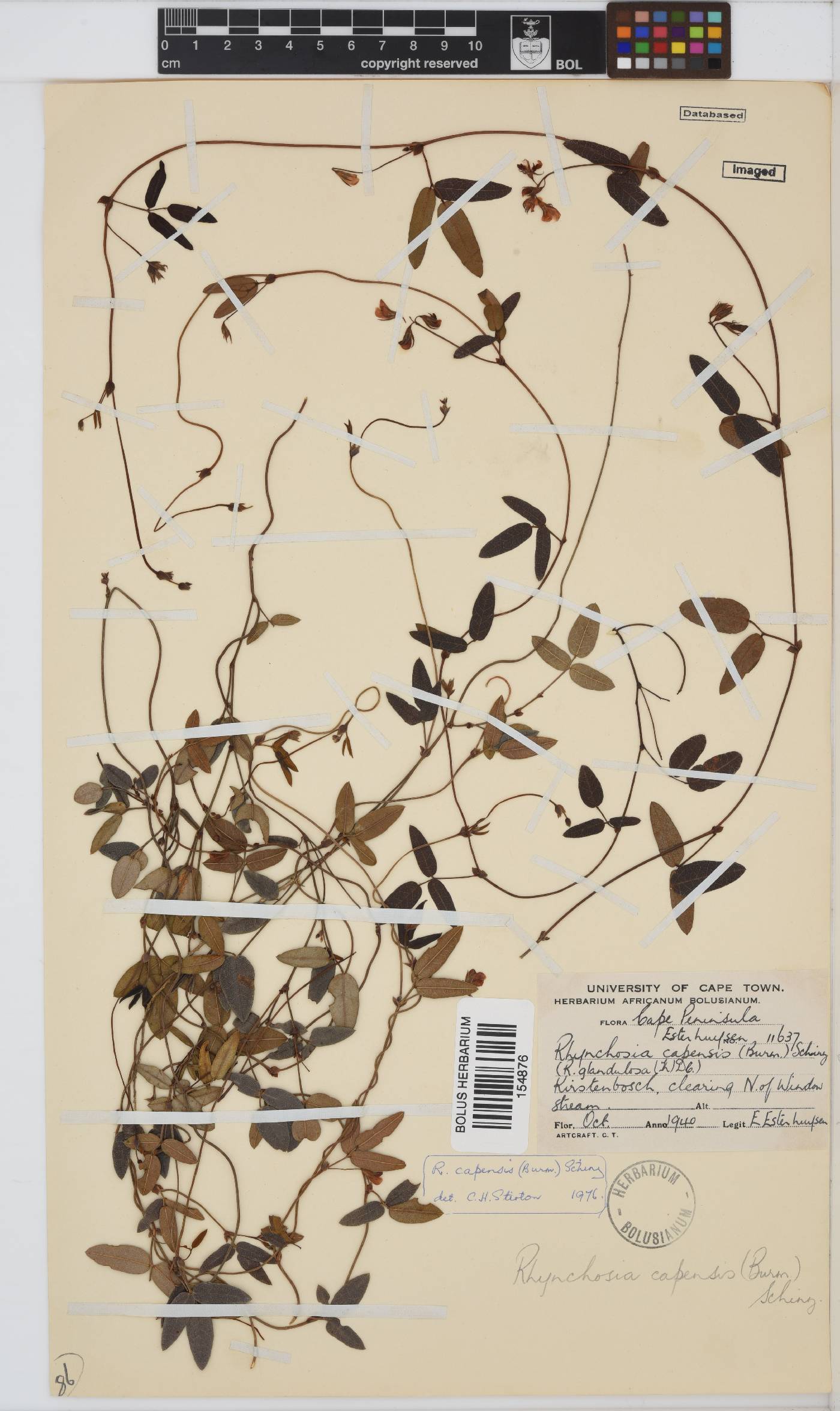 Rhynchosia capensis image
