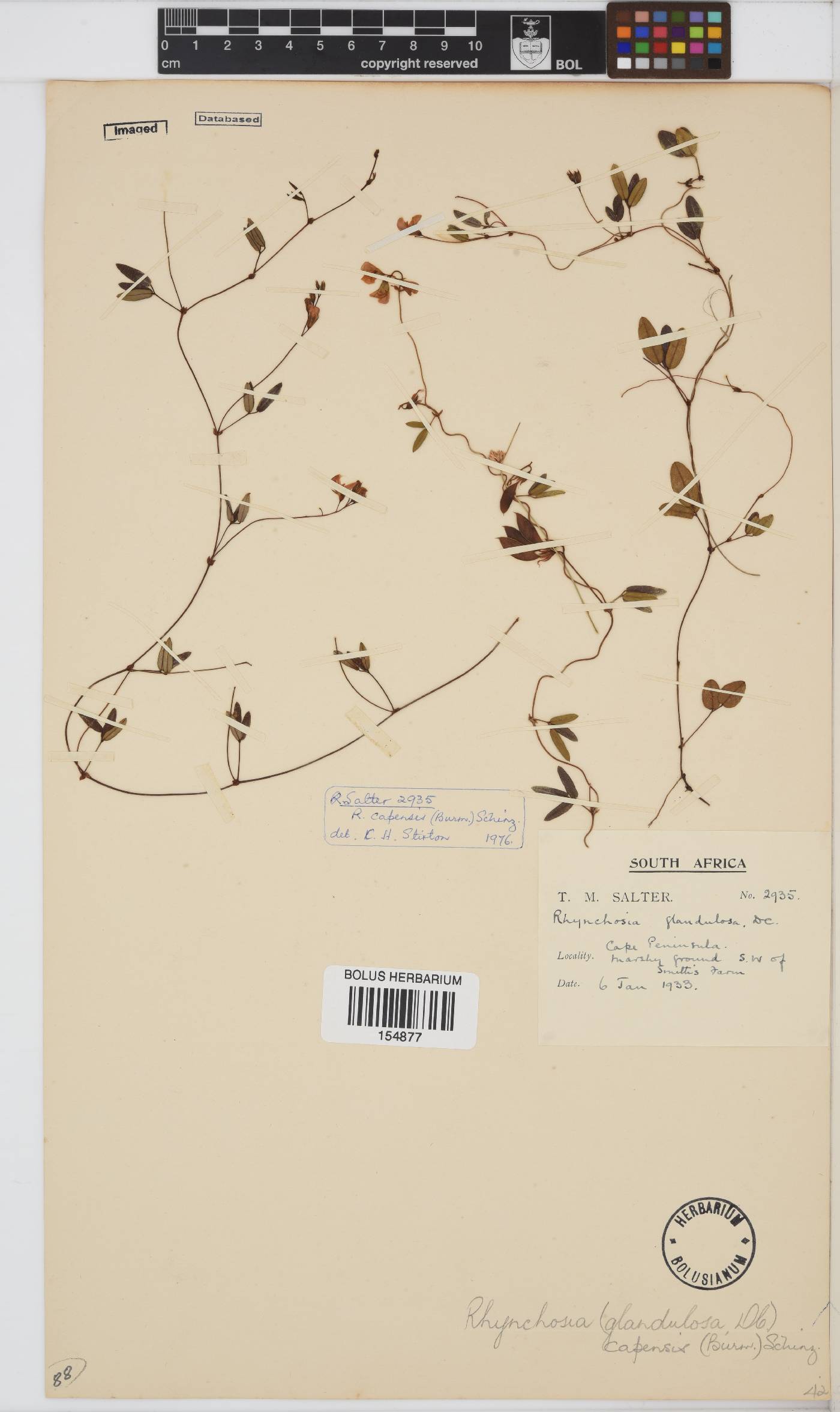 Rhynchosia capensis image