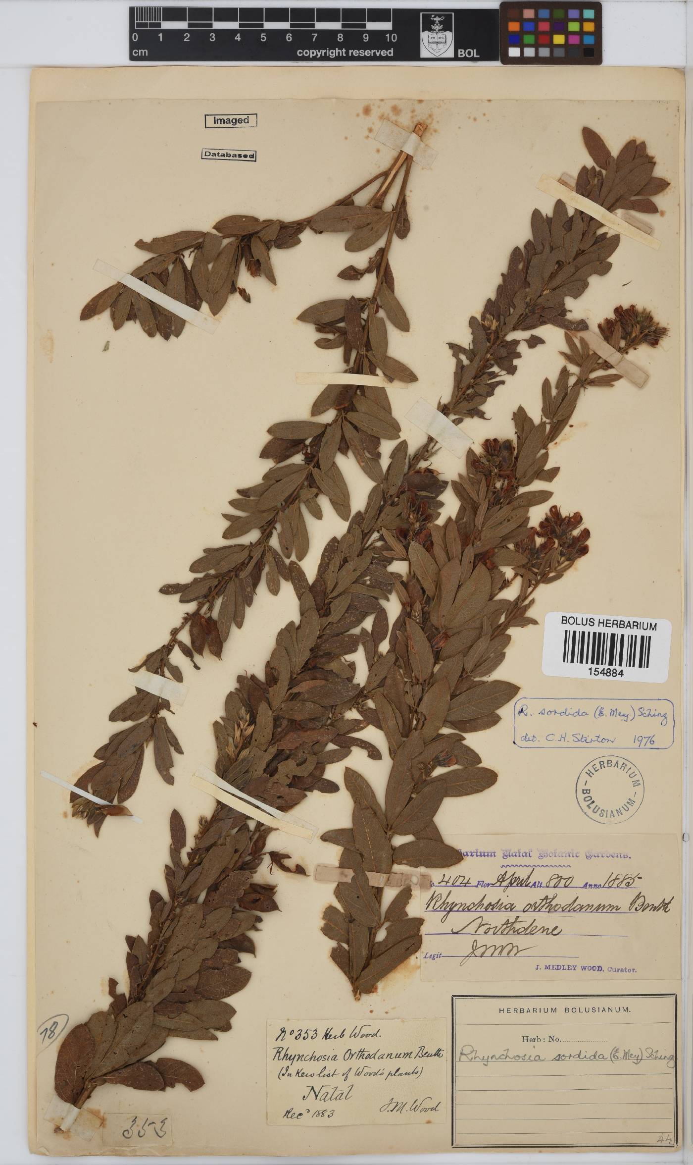 Rhynchosia totta var. rigidula image