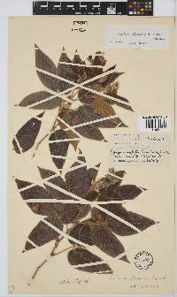 Rhynchosia clivorum image