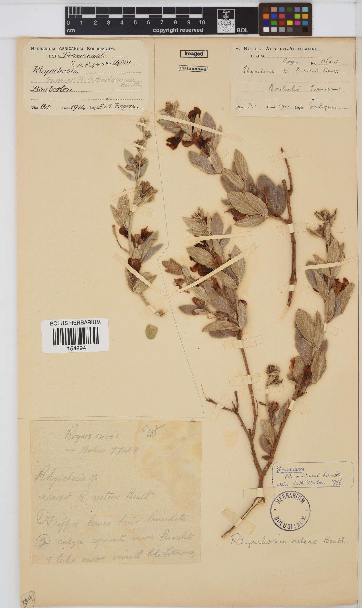 Rhynchosia nitens image