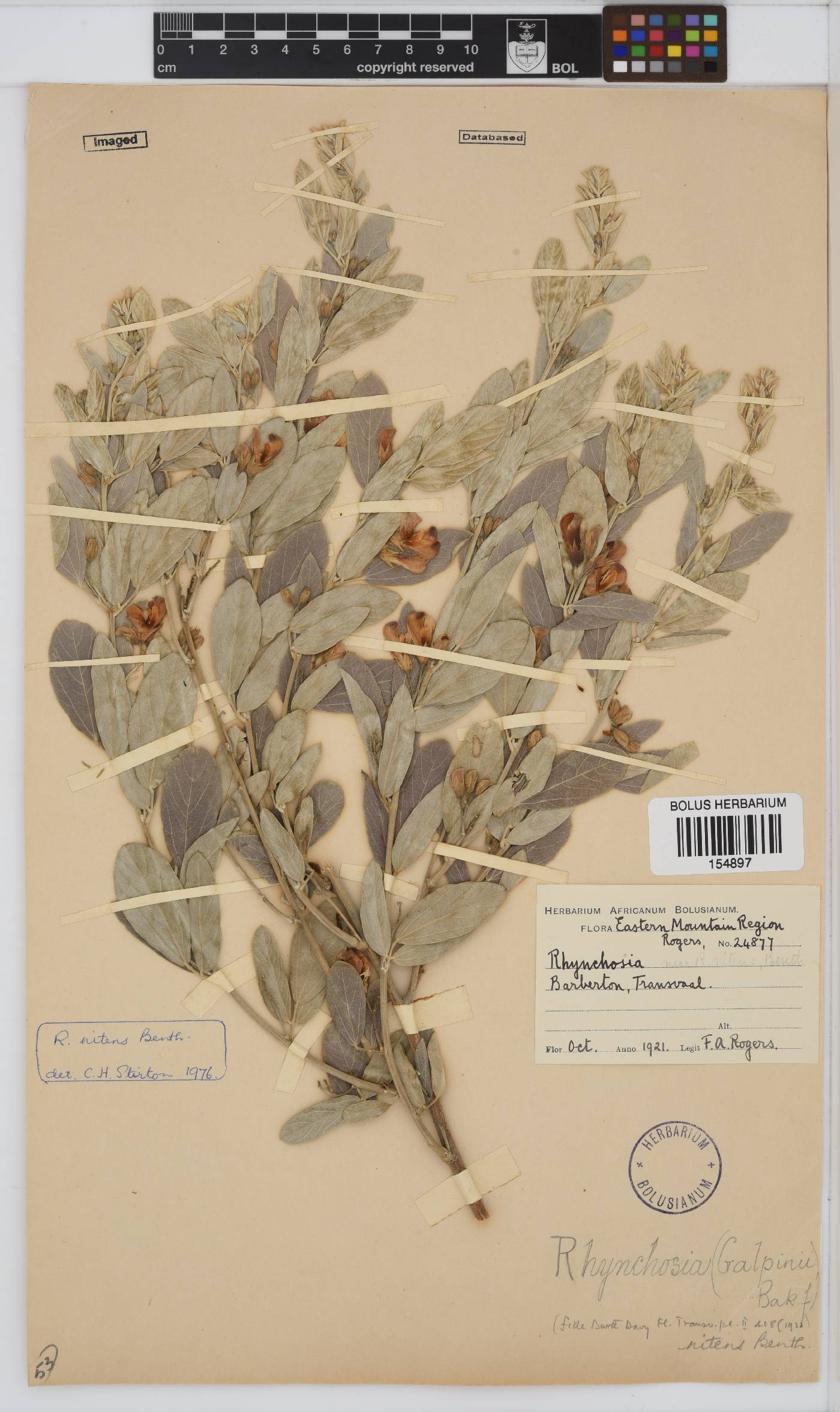 Rhynchosia nitens image