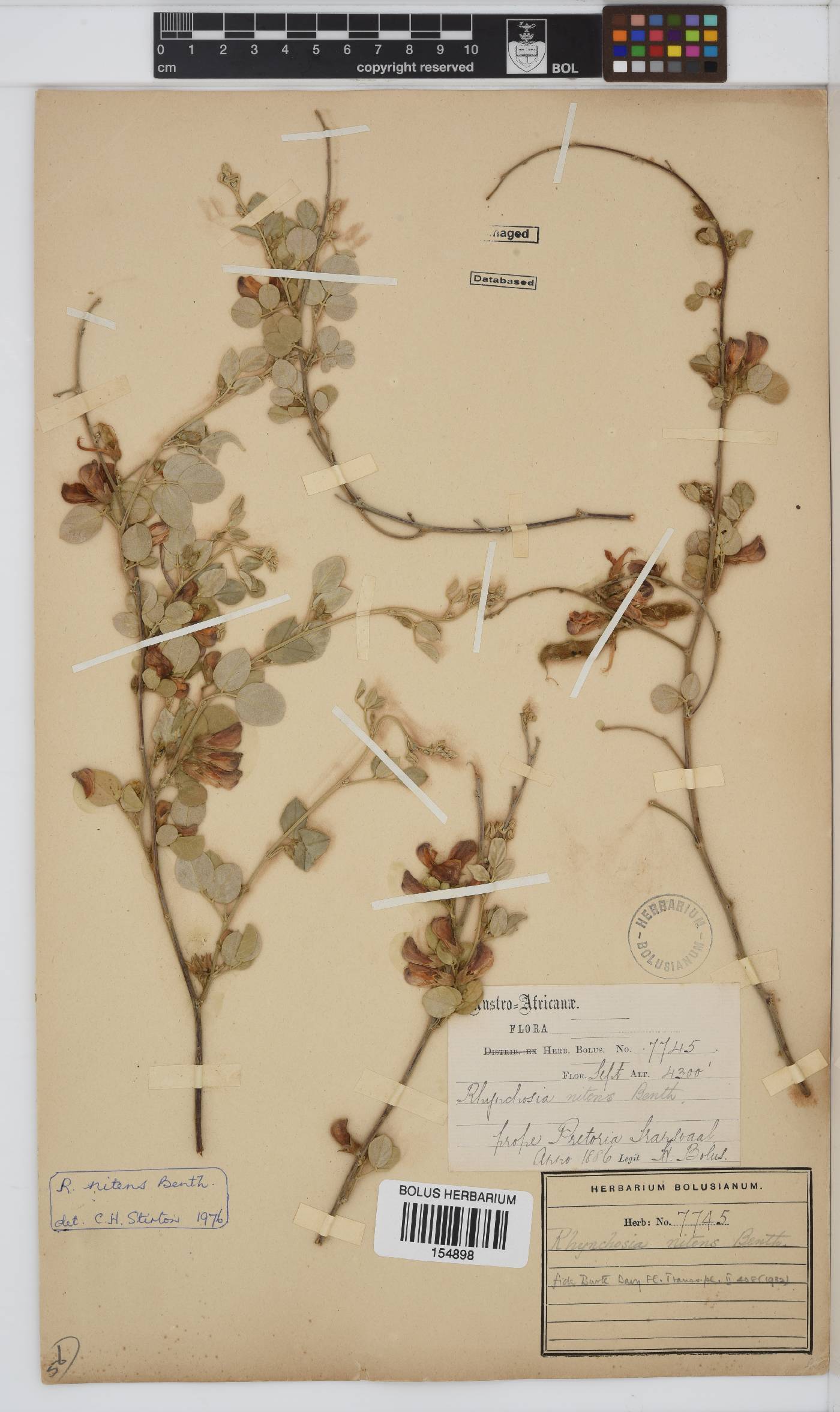 Rhynchosia nitens image