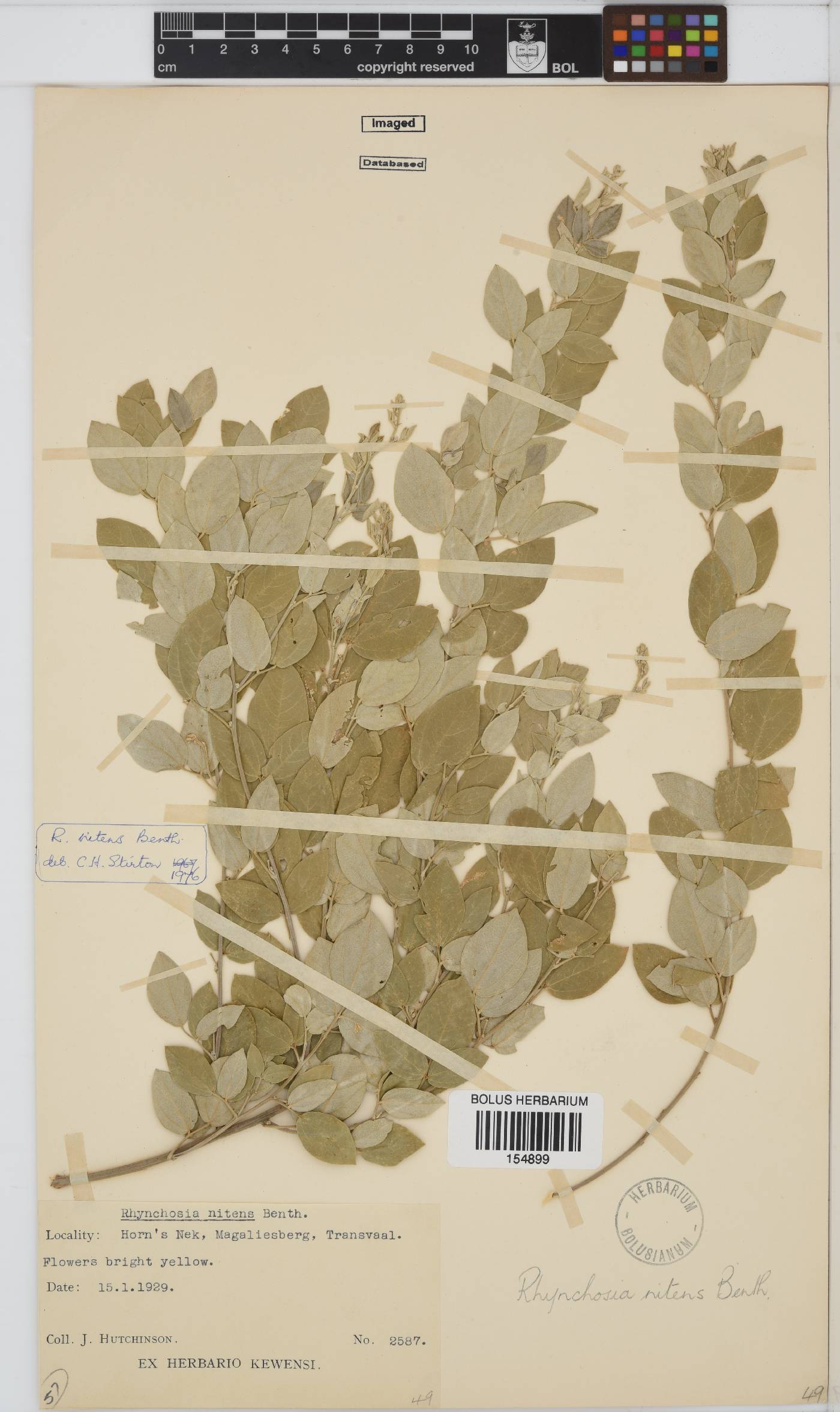 Rhynchosia nitens image