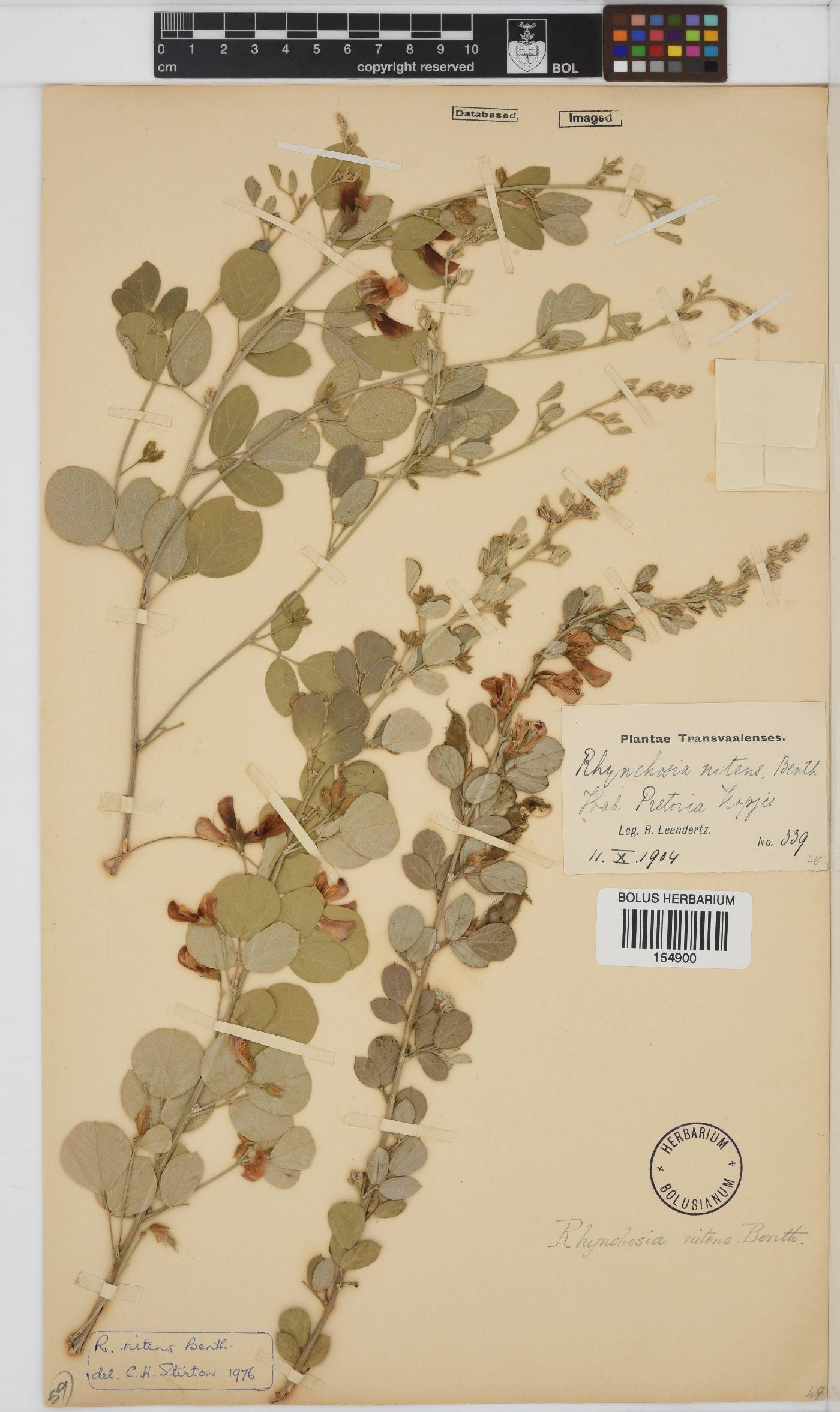 Rhynchosia nitens image