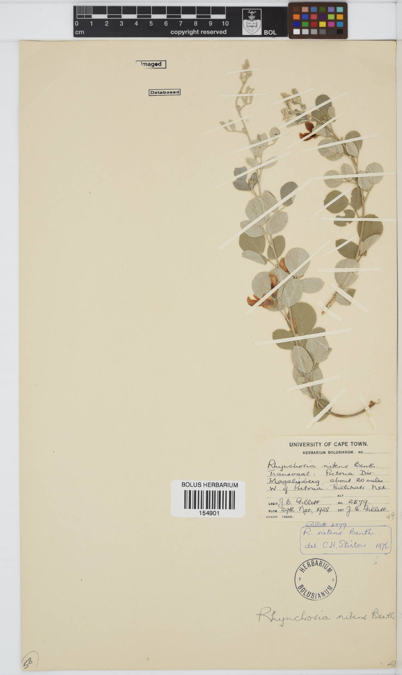 Rhynchosia nitens image