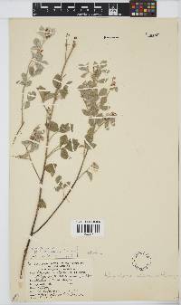Rhynchosia albissima image
