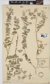 Rhynchosia albissima image