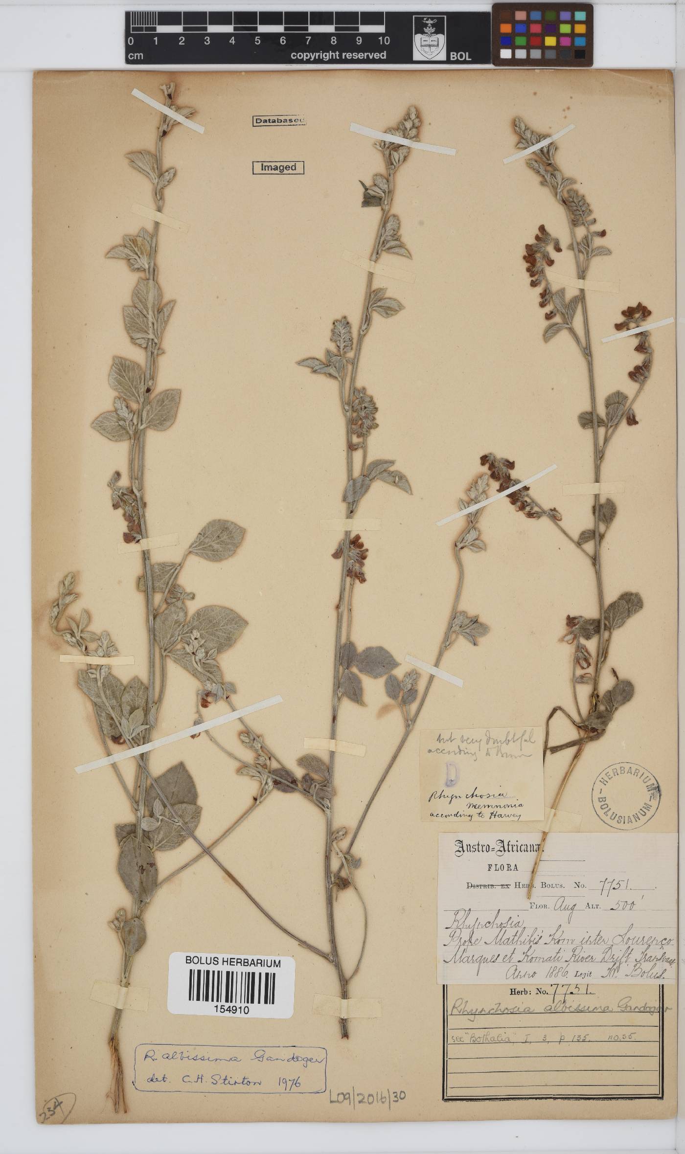 Rhynchosia albissima image