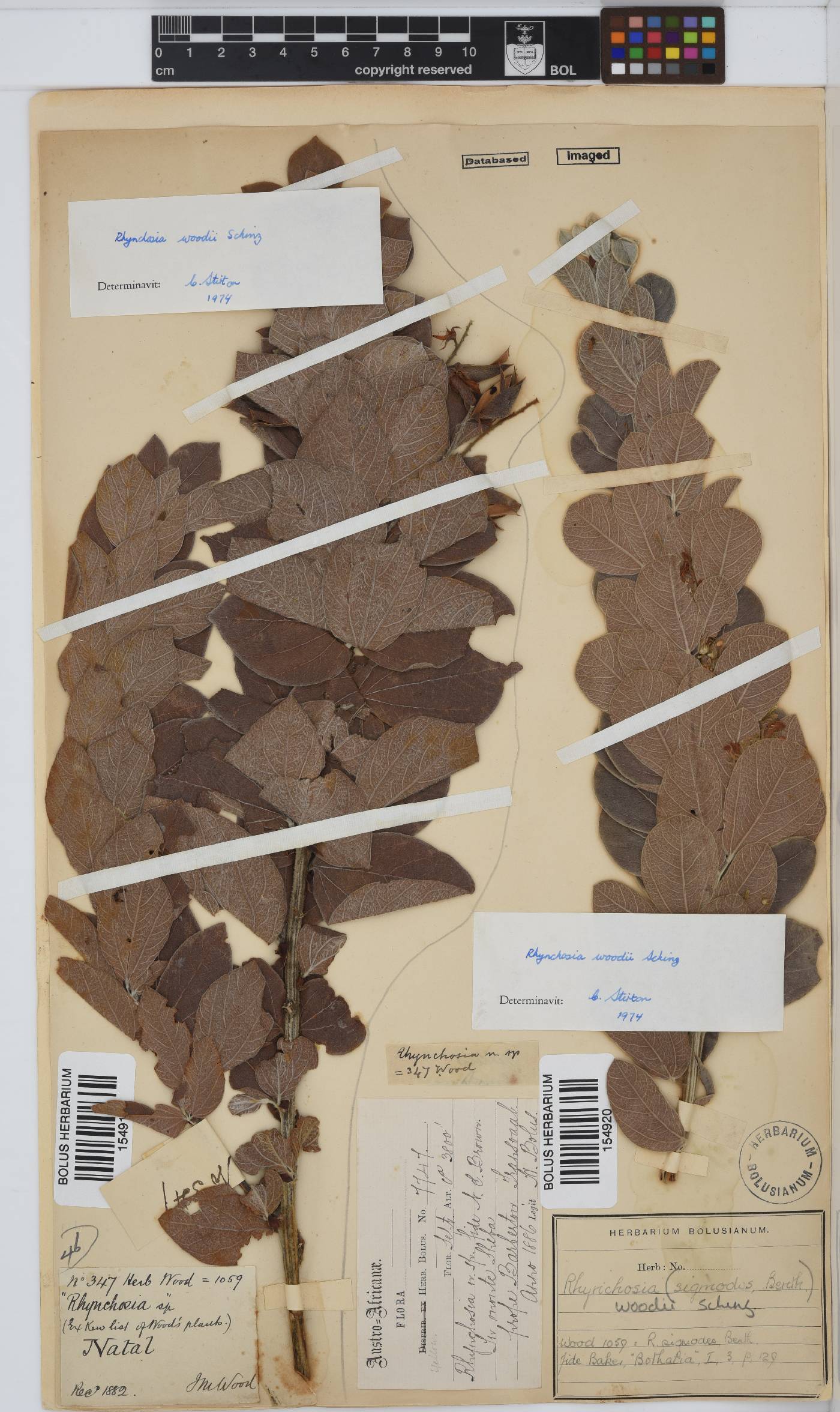 Rhynchosia woodii image