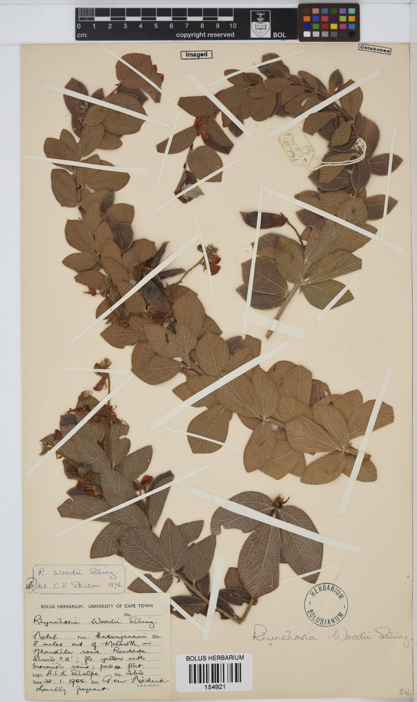 Rhynchosia woodii image
