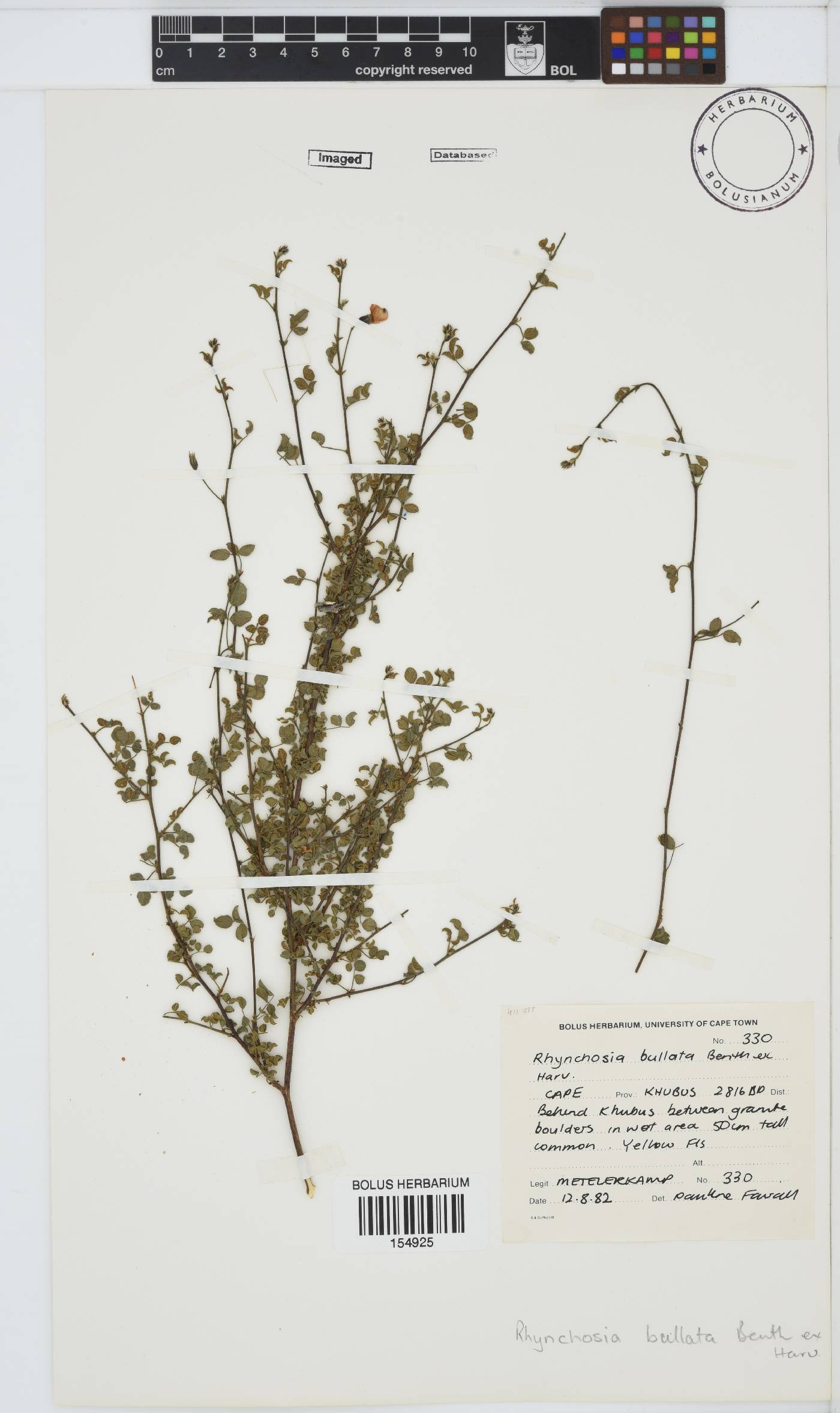 Rhynchosia bullata image