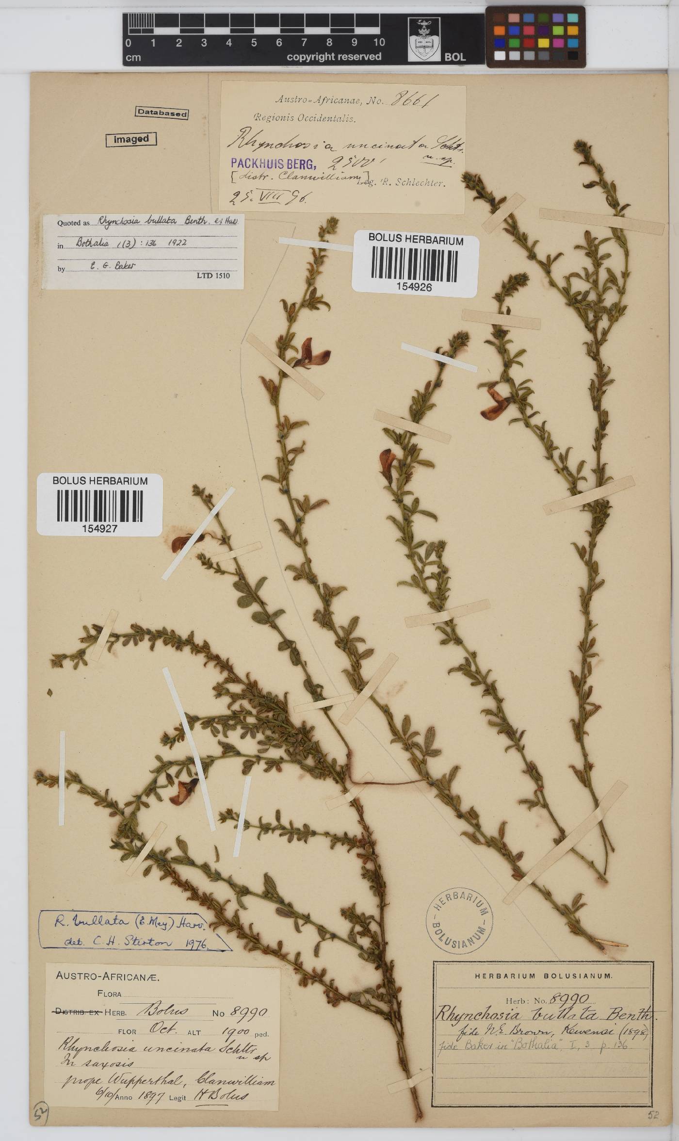 Rhynchosia bullata image