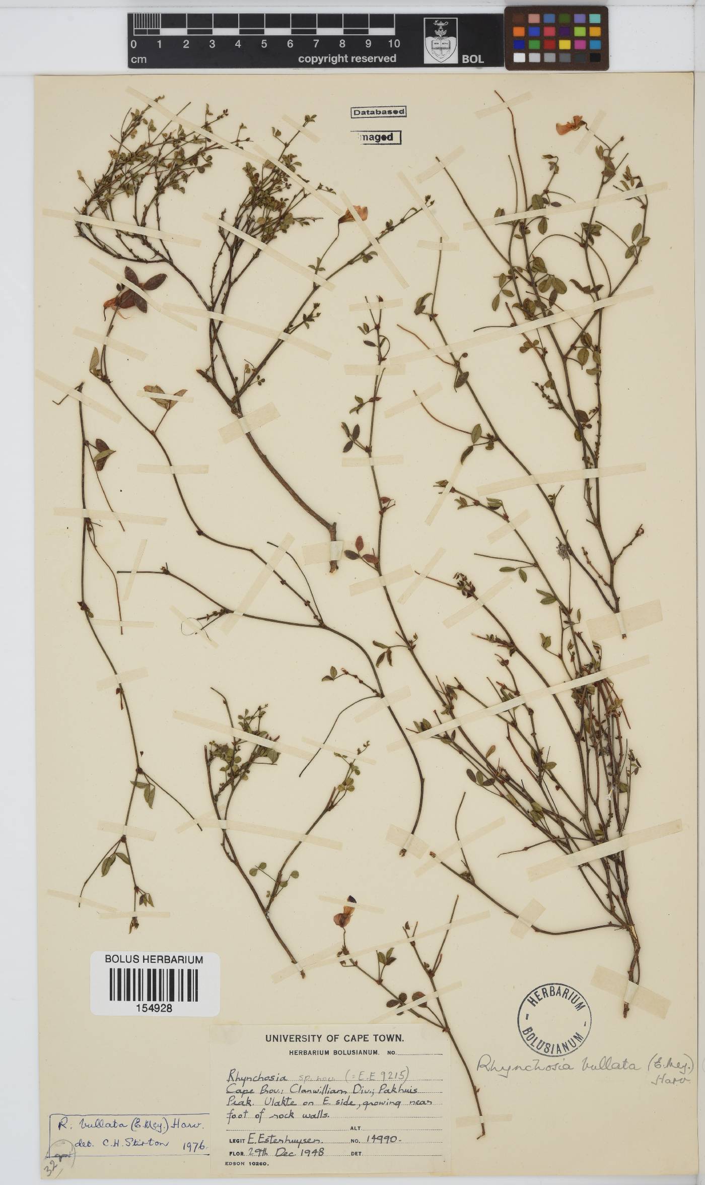 Rhynchosia bullata image