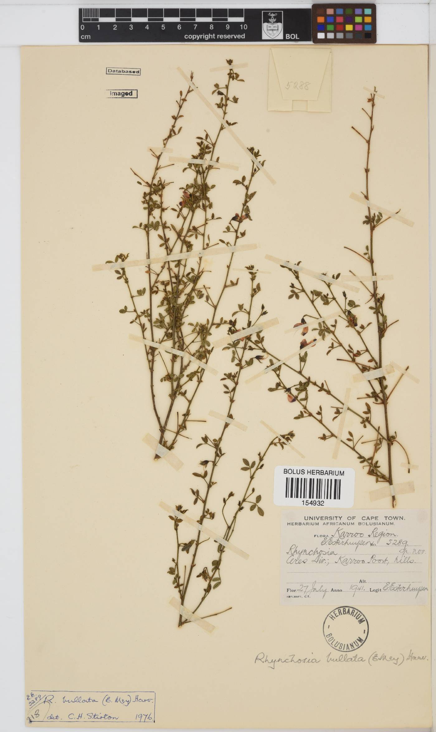 Rhynchosia bullata image