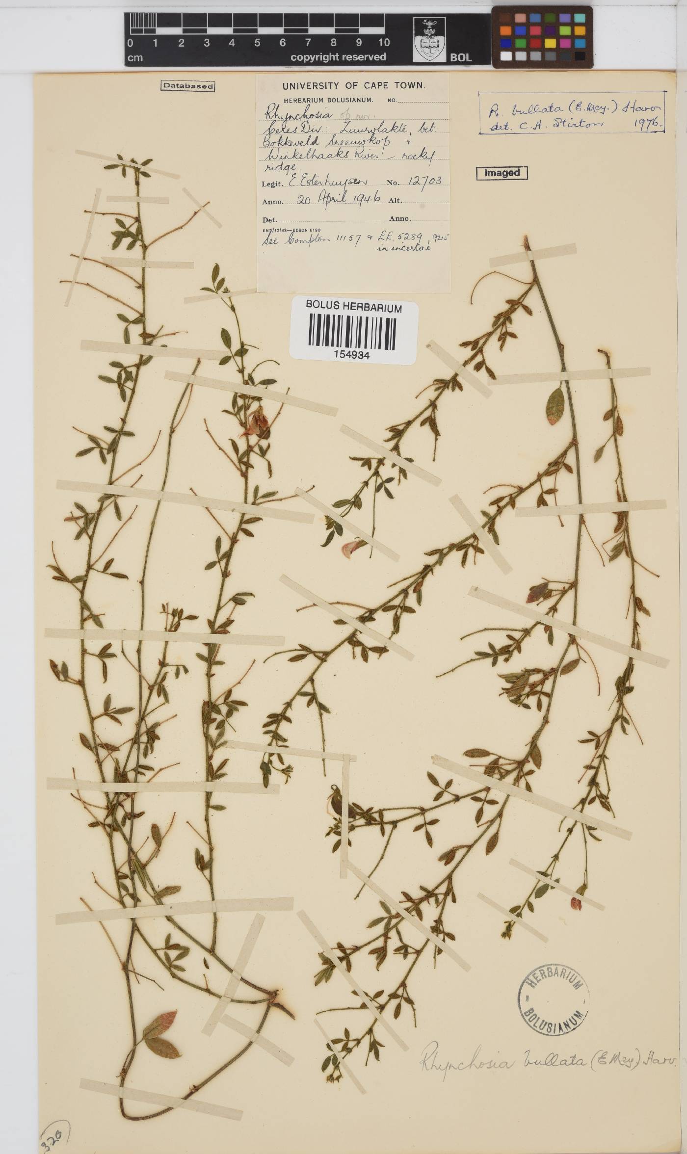 Rhynchosia bullata image