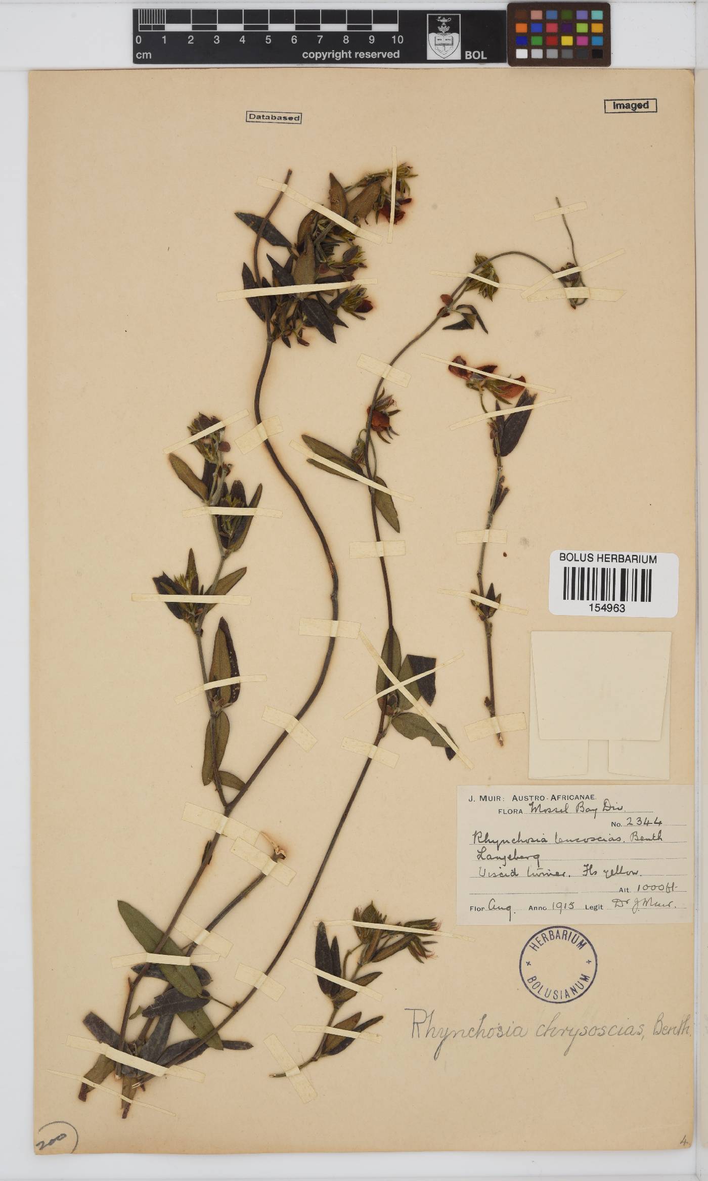 Rhynchosia image