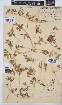 Cyamopsis serrata image