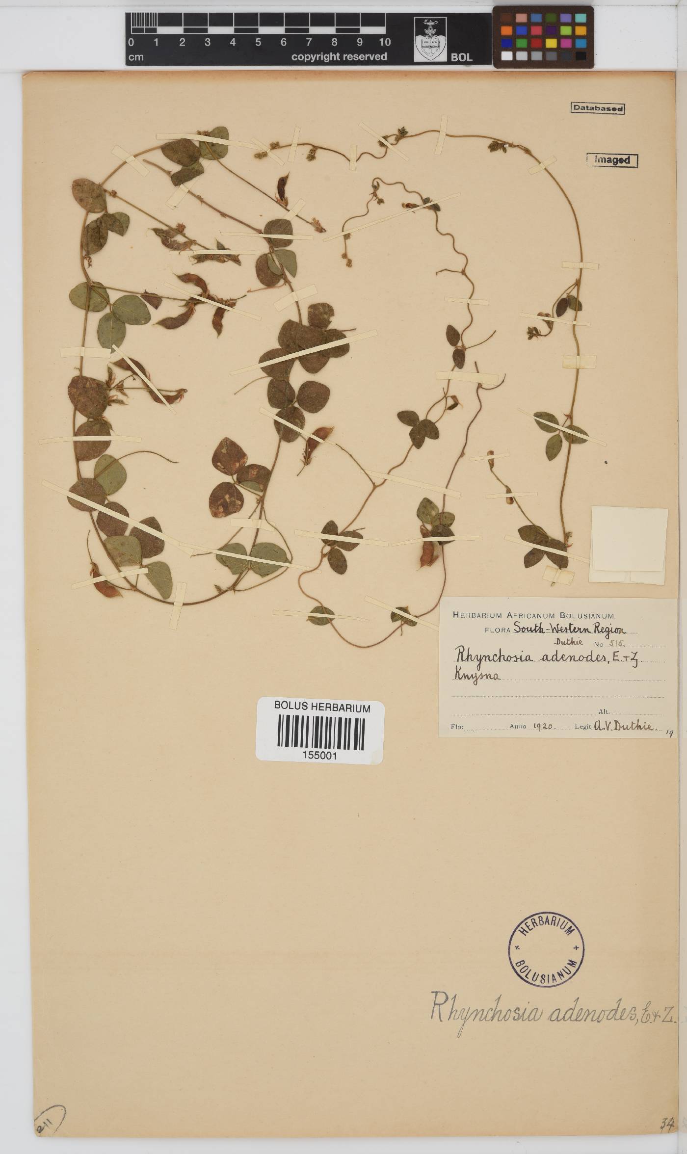 Rhynchosia image