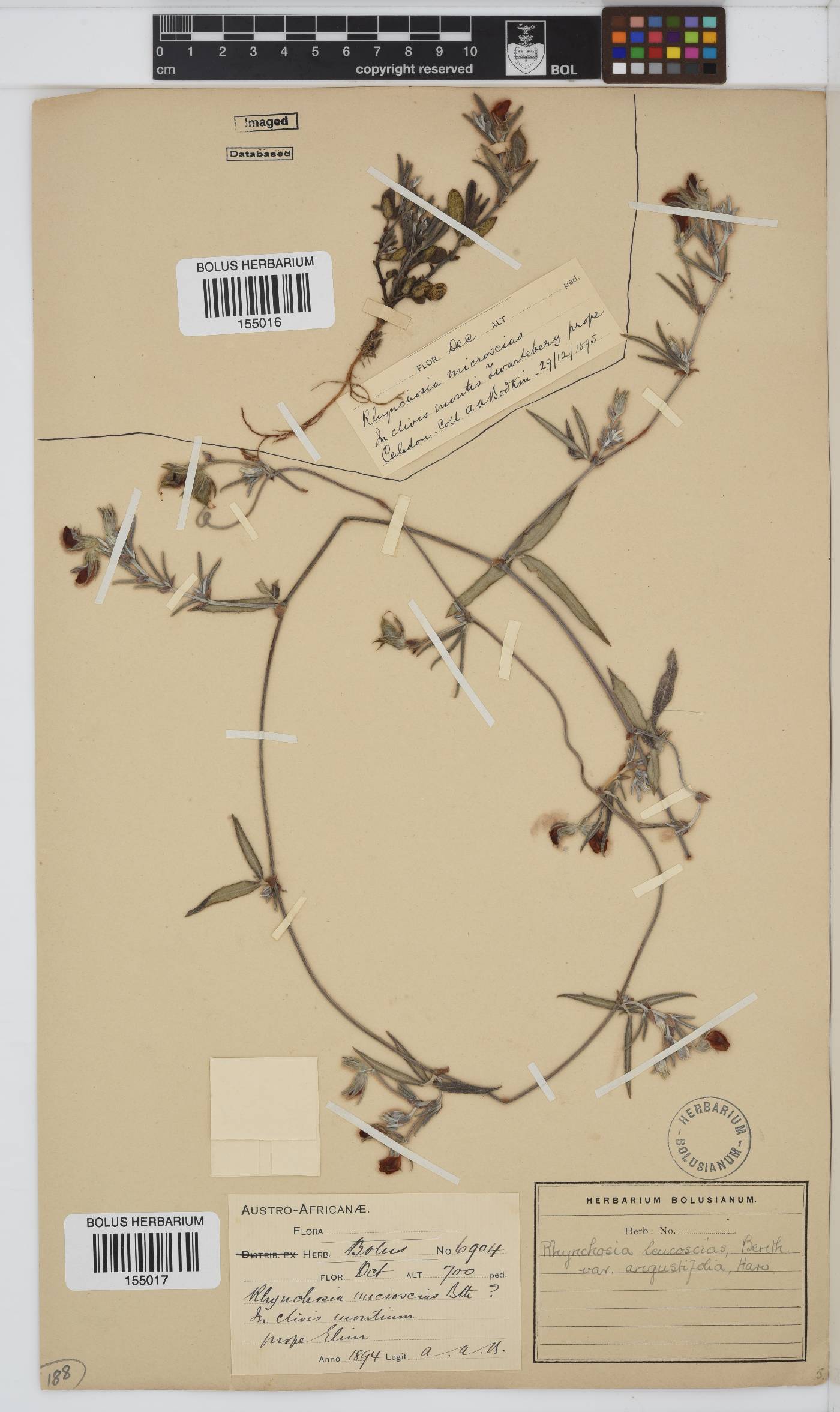 Rhynchosia image